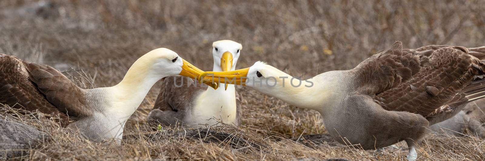 Galapagos Albatross aka Waved albatrosses mating dance courtship ritual by Maridav