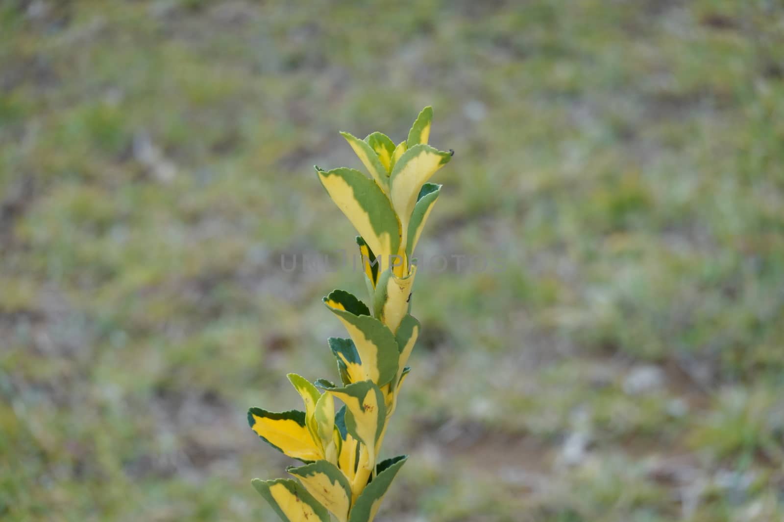 a beautiful green plant . High quality Photo by devoxer