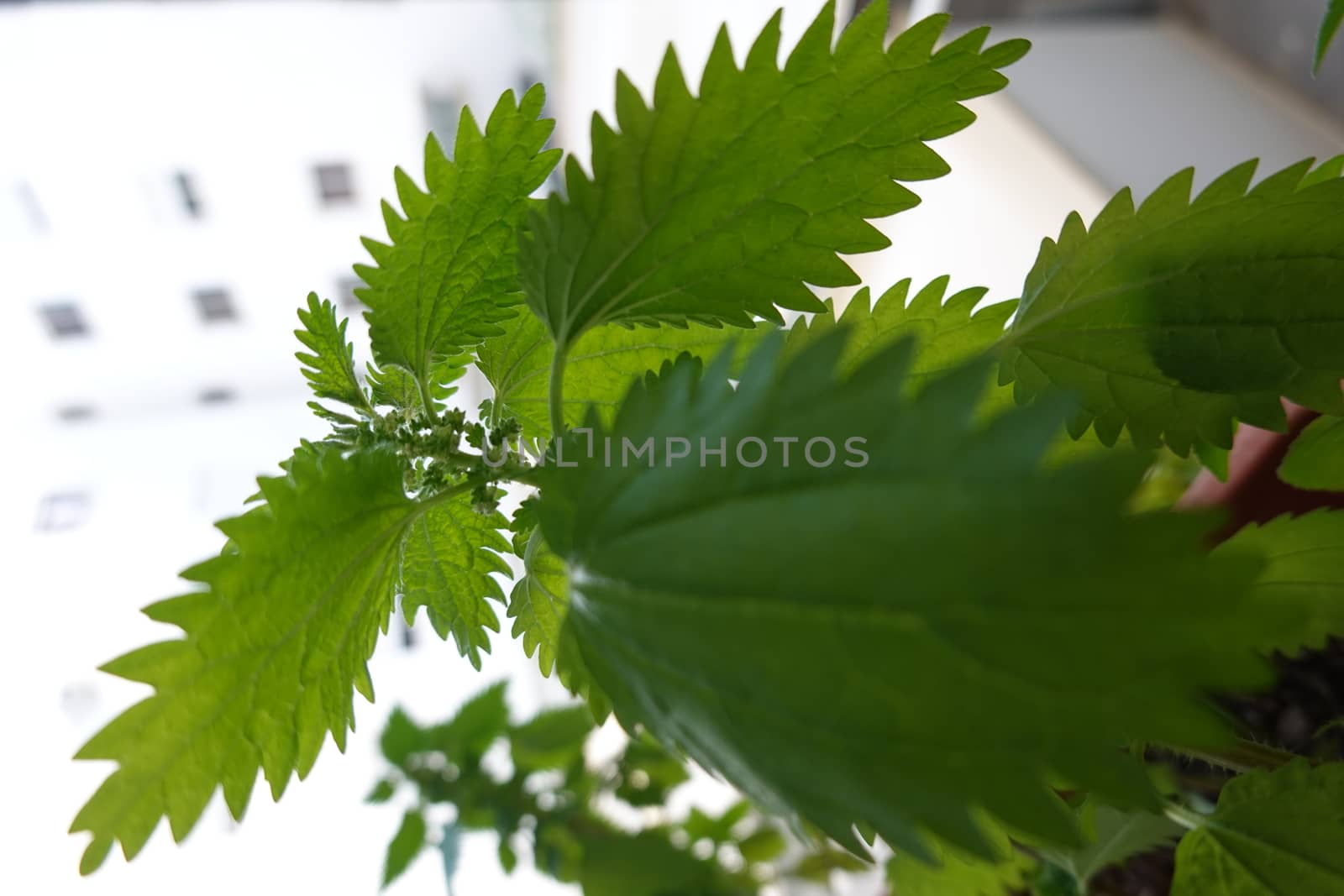 a beautiful green plant . High quality Photo by devoxer