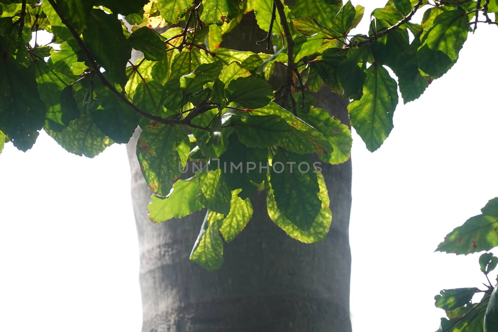 a beautiful green plant . High quality Photo by devoxer