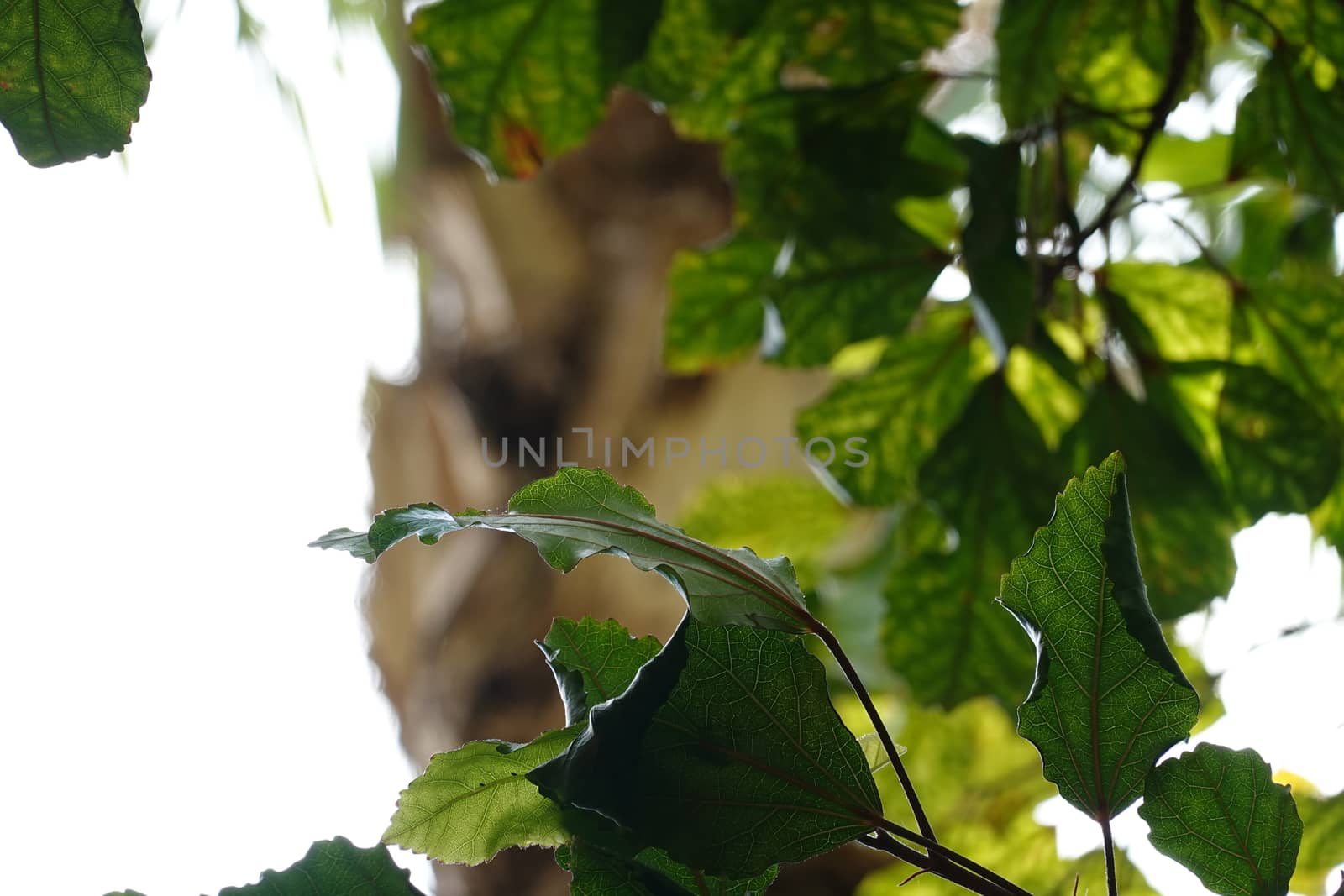 a beautiful green plant . High quality Photo by devoxer