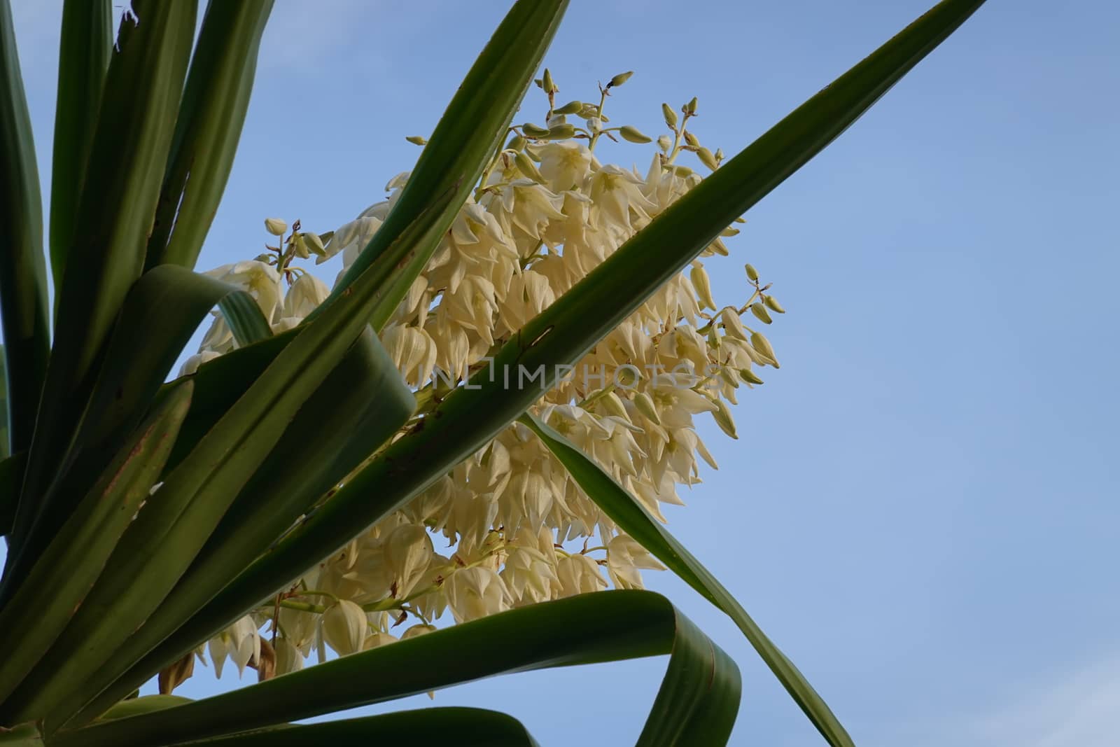 a beautiful green plant . High quality Photo by devoxer