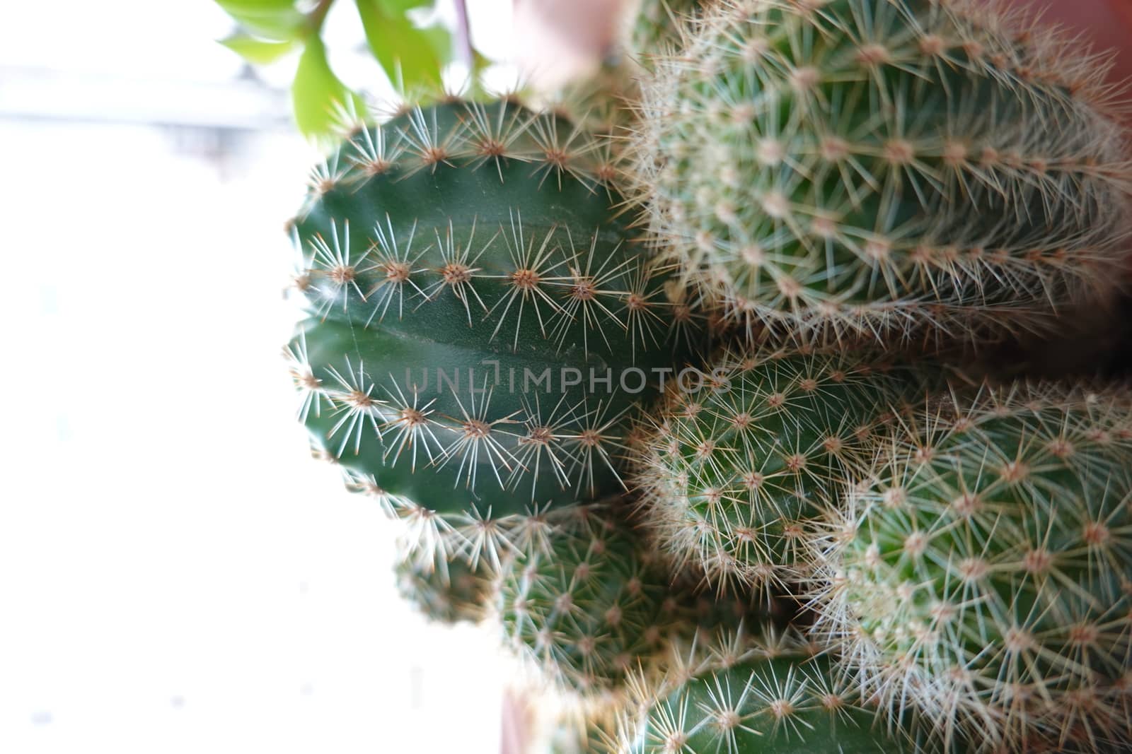 a beautiful green plant . High quality Photo by devoxer