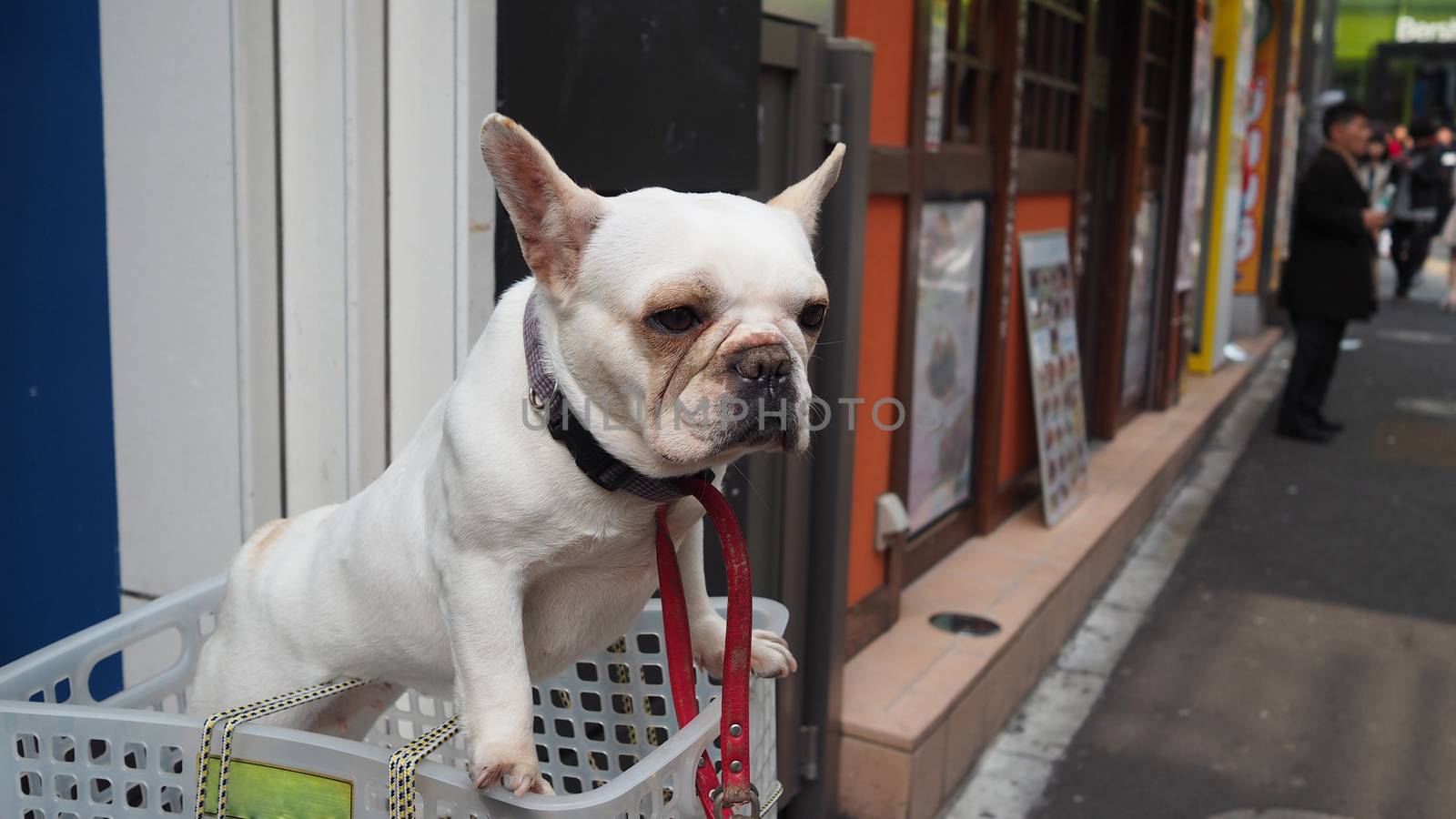 One adorable white dog in a basket case on vintage bicycle at footpath and in the Tokyo city and outdoor summer season in Japan