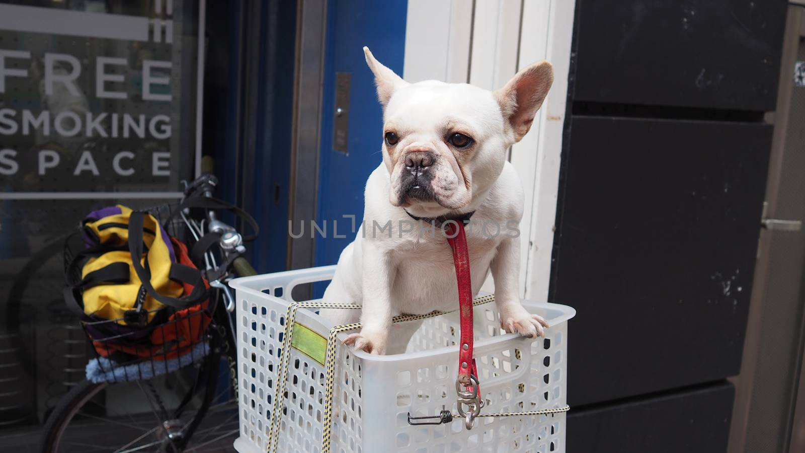 One adorable white dog in a basket case on vintage bicycle at footpath and in the Tokyo city and outdoor summer season in Japan