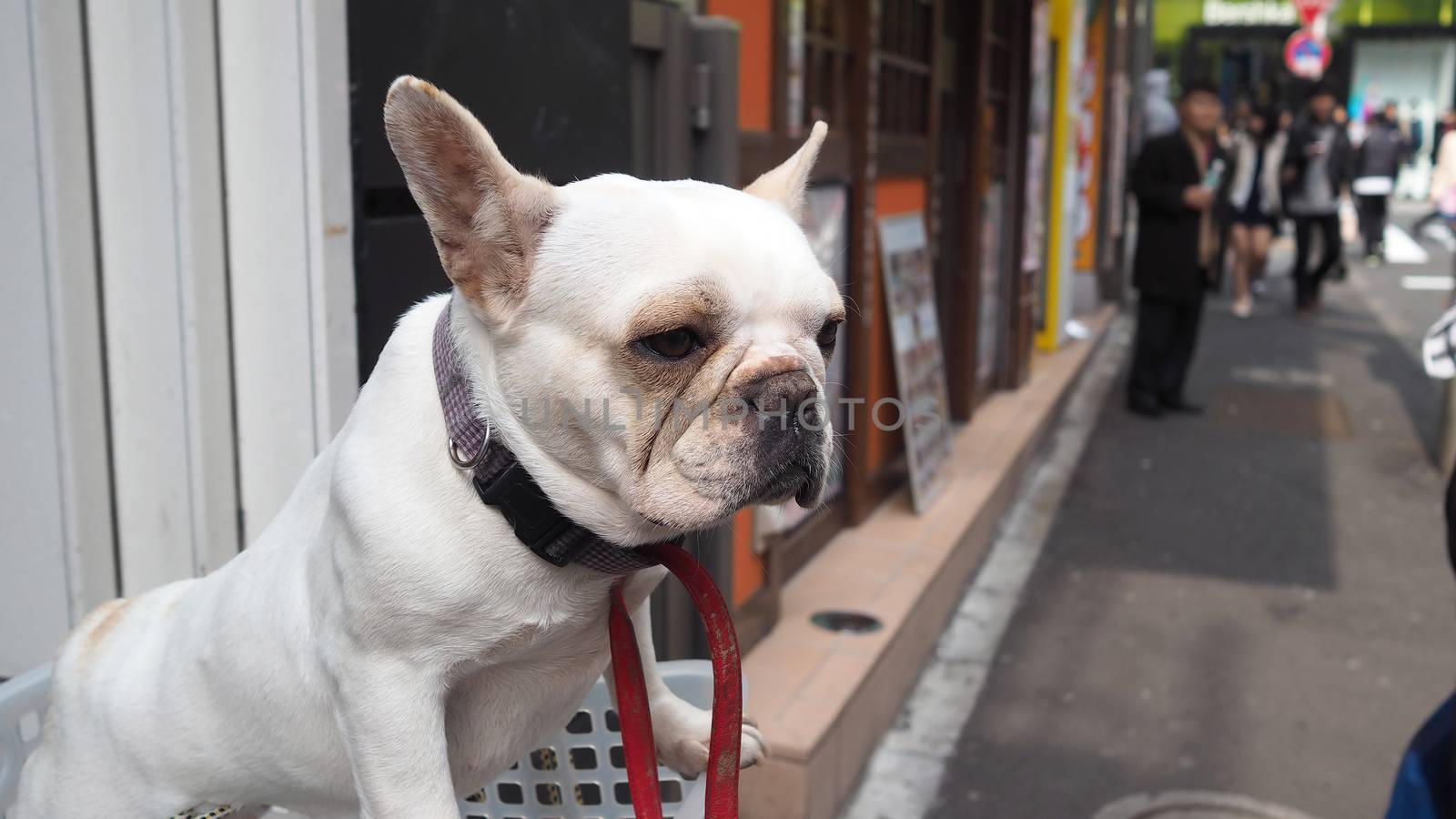 One adorable white dog in a basket case on vintage bicycle at footpath and in the Tokyo city and outdoor summer season in Japan