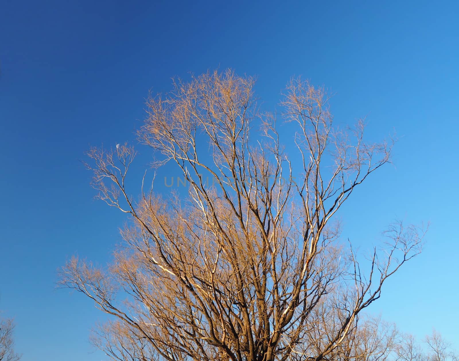Dry tree stand in winter and clear blue sky at Tokyo Japan.