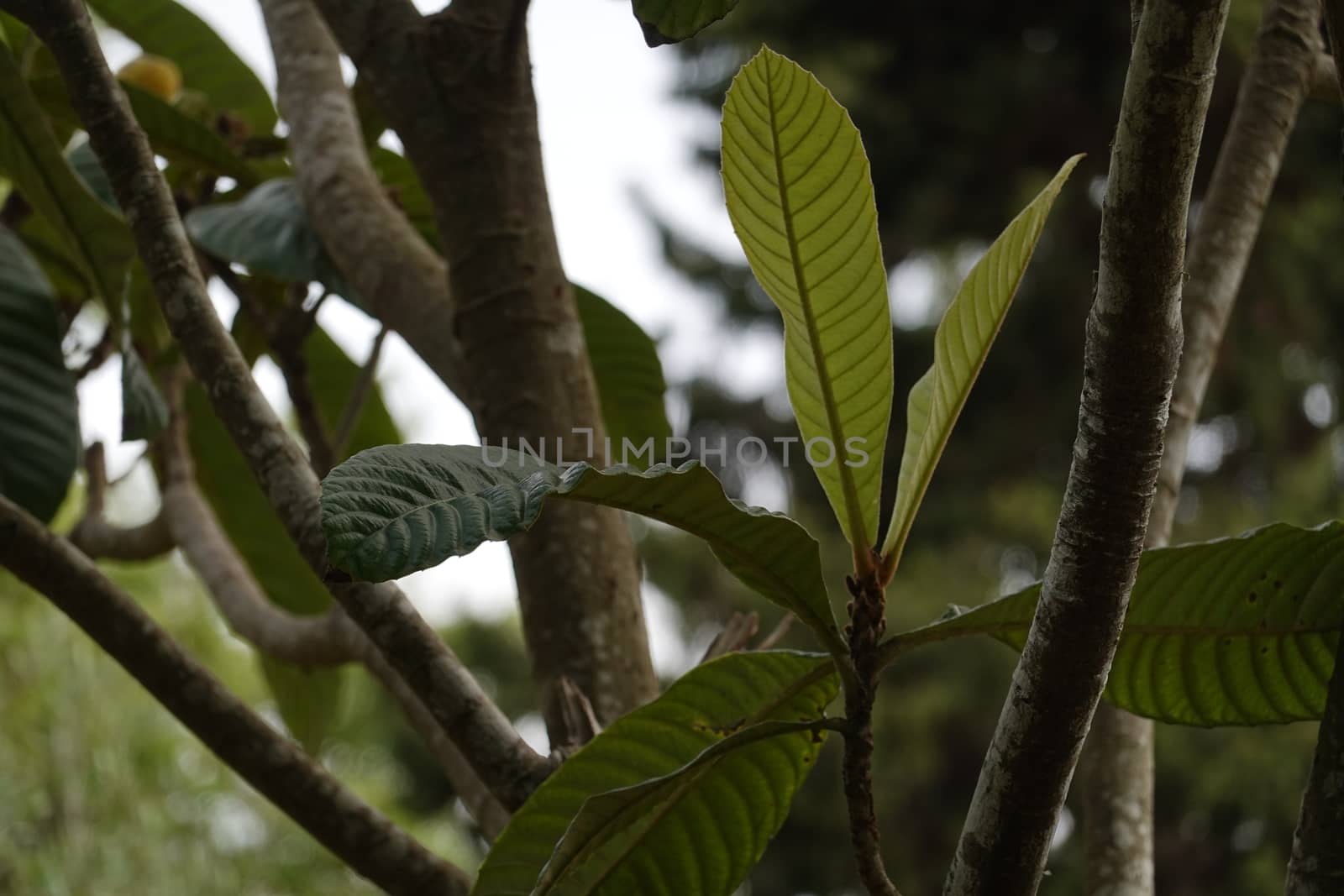 a beautiful green plant . High quality Photo by devoxer