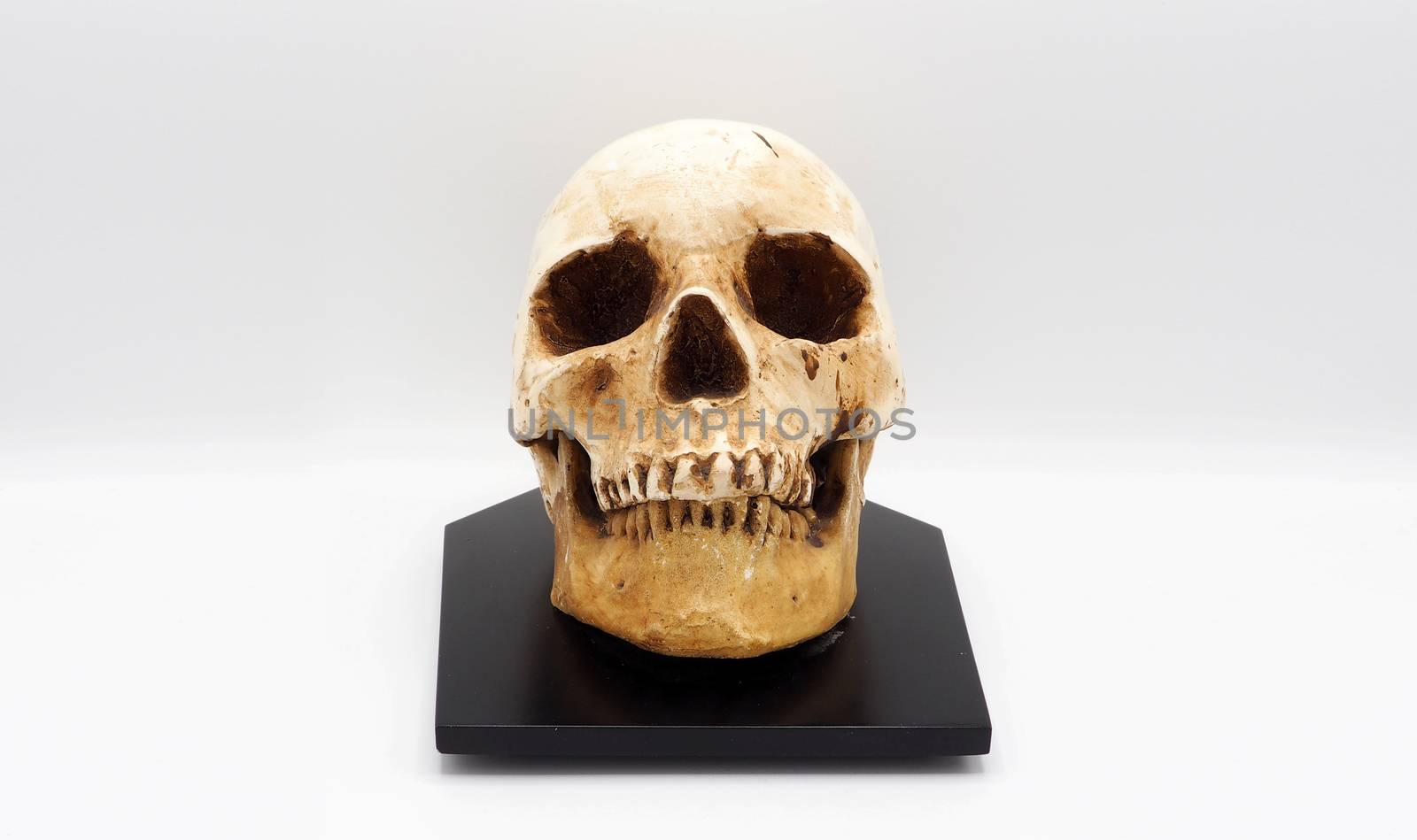 Human skull head model made from rasin plastic and white background.