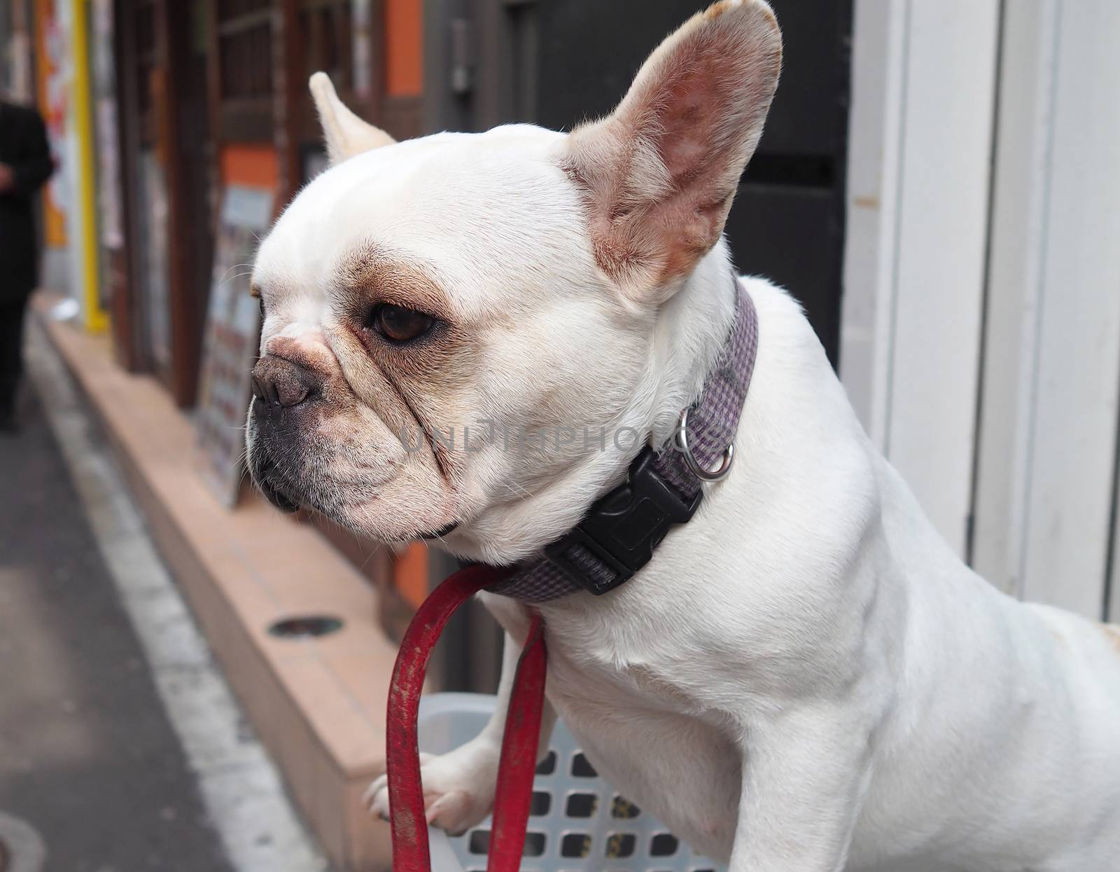 One adorable white dog in a basket case on vintage bicycle at footpath and in the Tokyo city and outdoor summer season in Japan