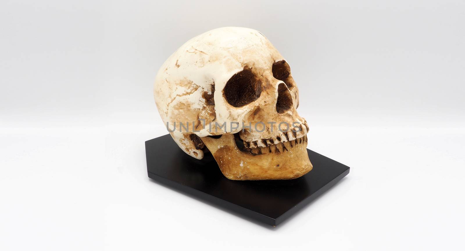 Human skull head model made from rasin plastic and white background.