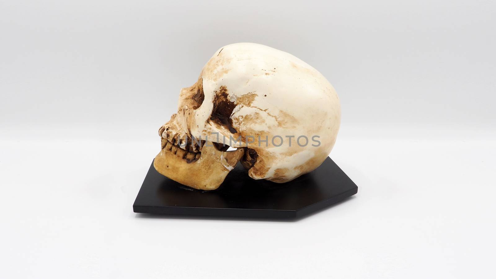 Human skull head model made from rasin plastic and white background.