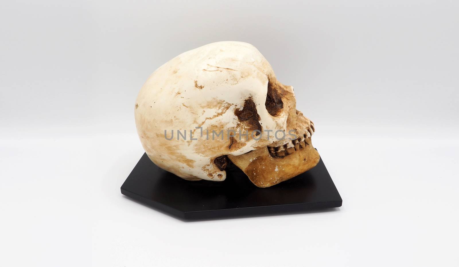 Human skull head model made from rasin plastic and white background.