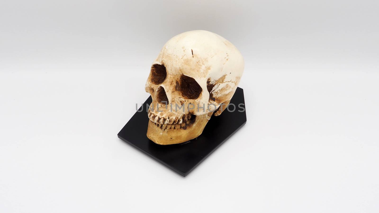 Human skull head model made from rasin plastic and white background.