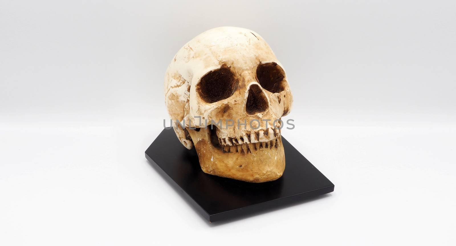Human skull head model made from rasin plastic and white background.