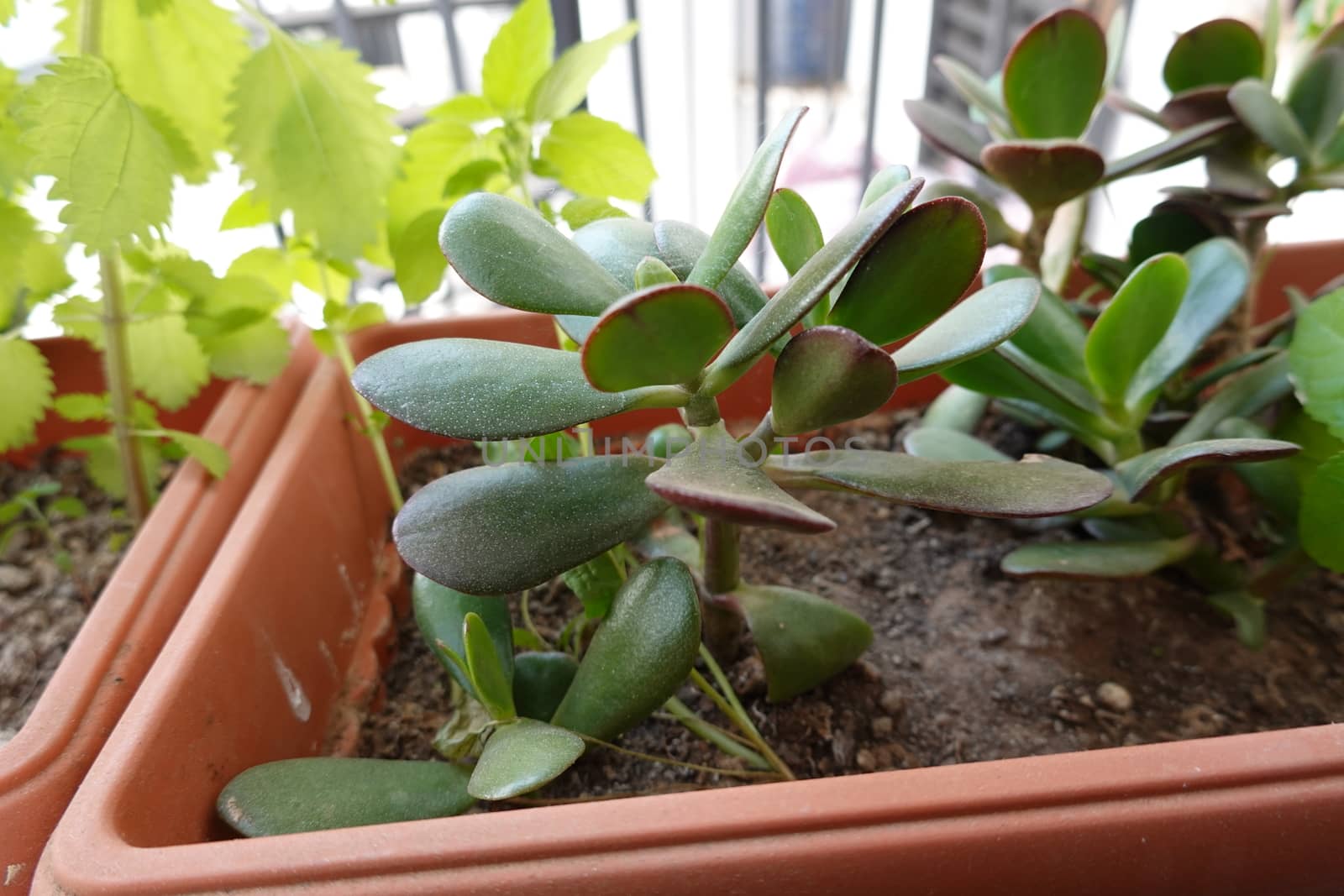 a beautiful green plant . High quality Photo by devoxer