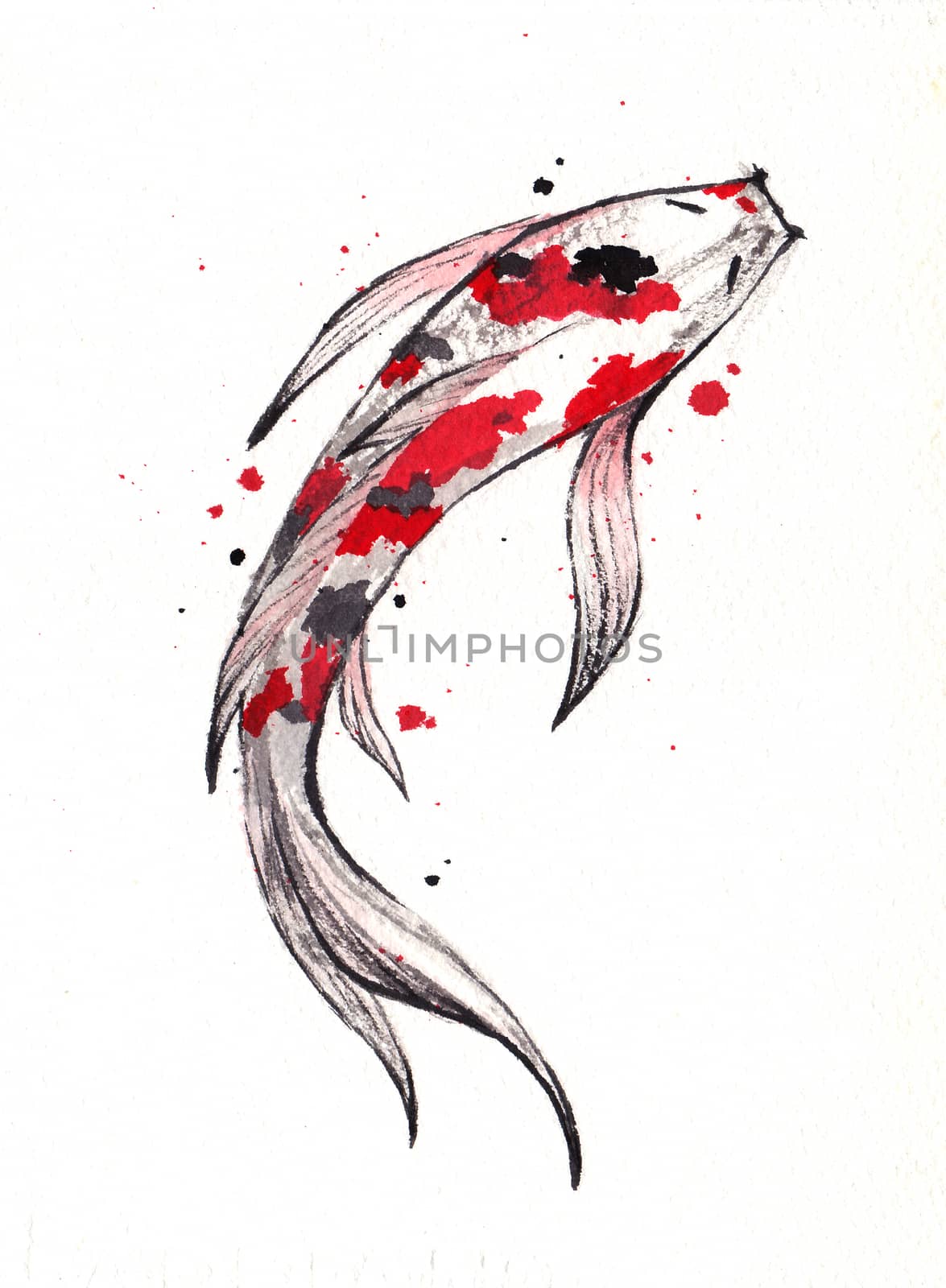 Beautiful and brilliantly colored Koi Carp fish on white background. Watercolor hand painting.  Symbol of good luck and prosperity. Chinese brush stroke technique. by Ungamrung