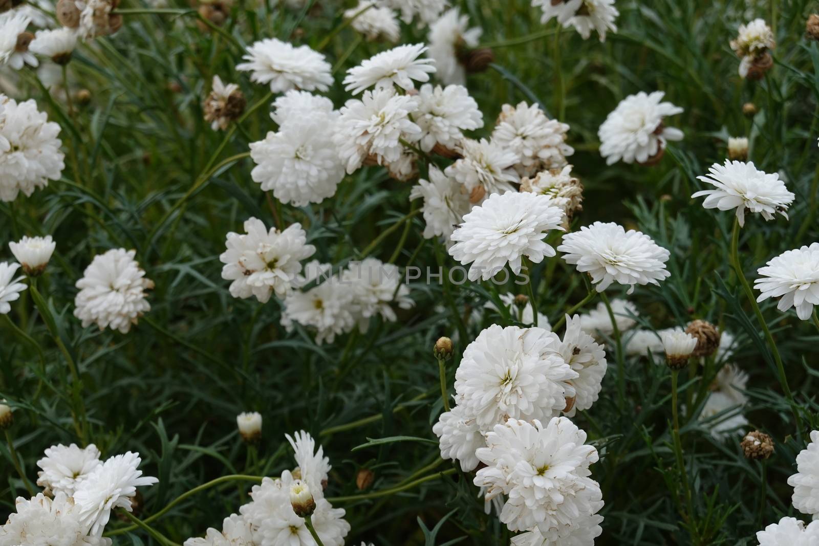 a lot of beautiful flowers. High quality Photo.