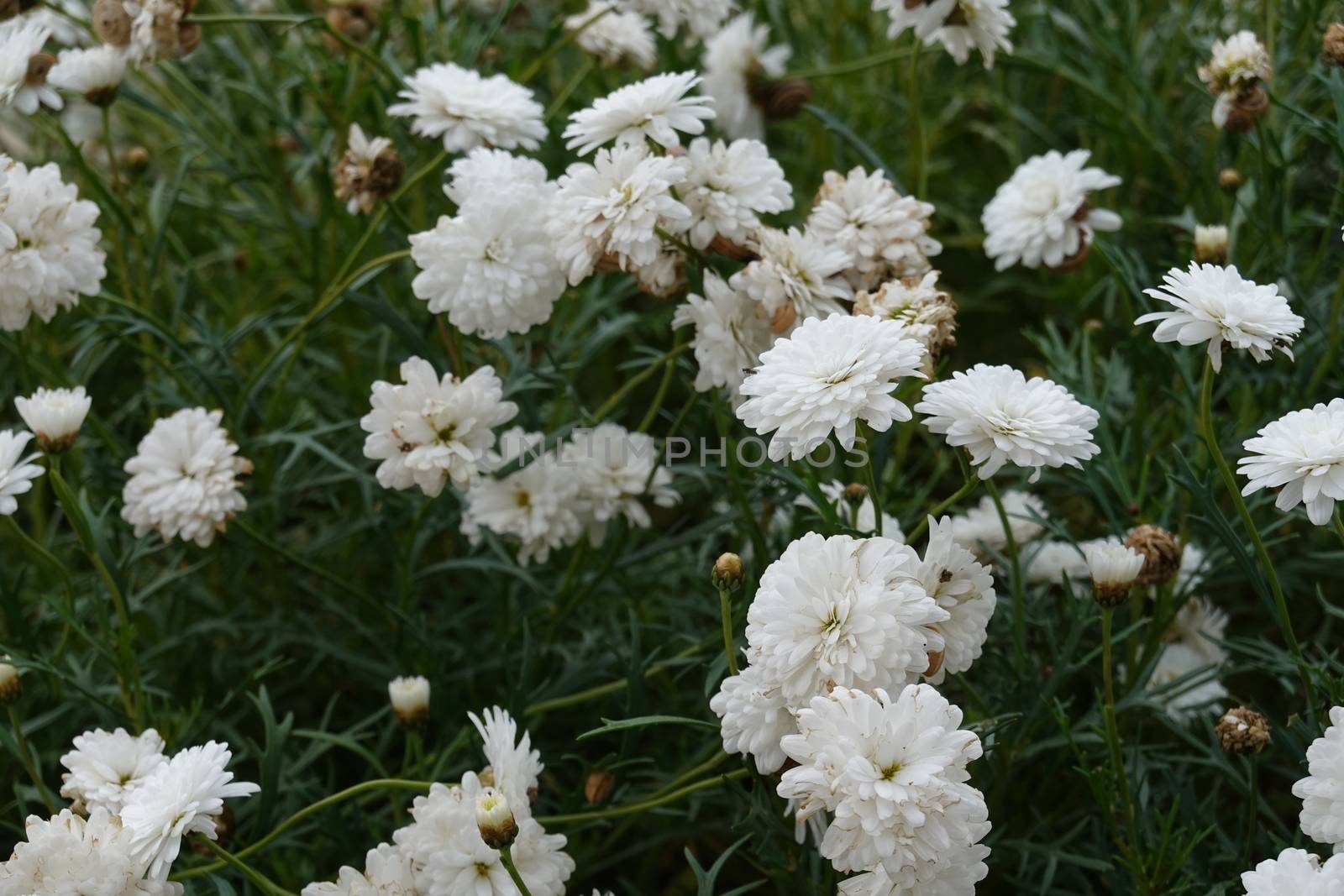 a lot of beautiful flowers. High quality Photo by devoxer