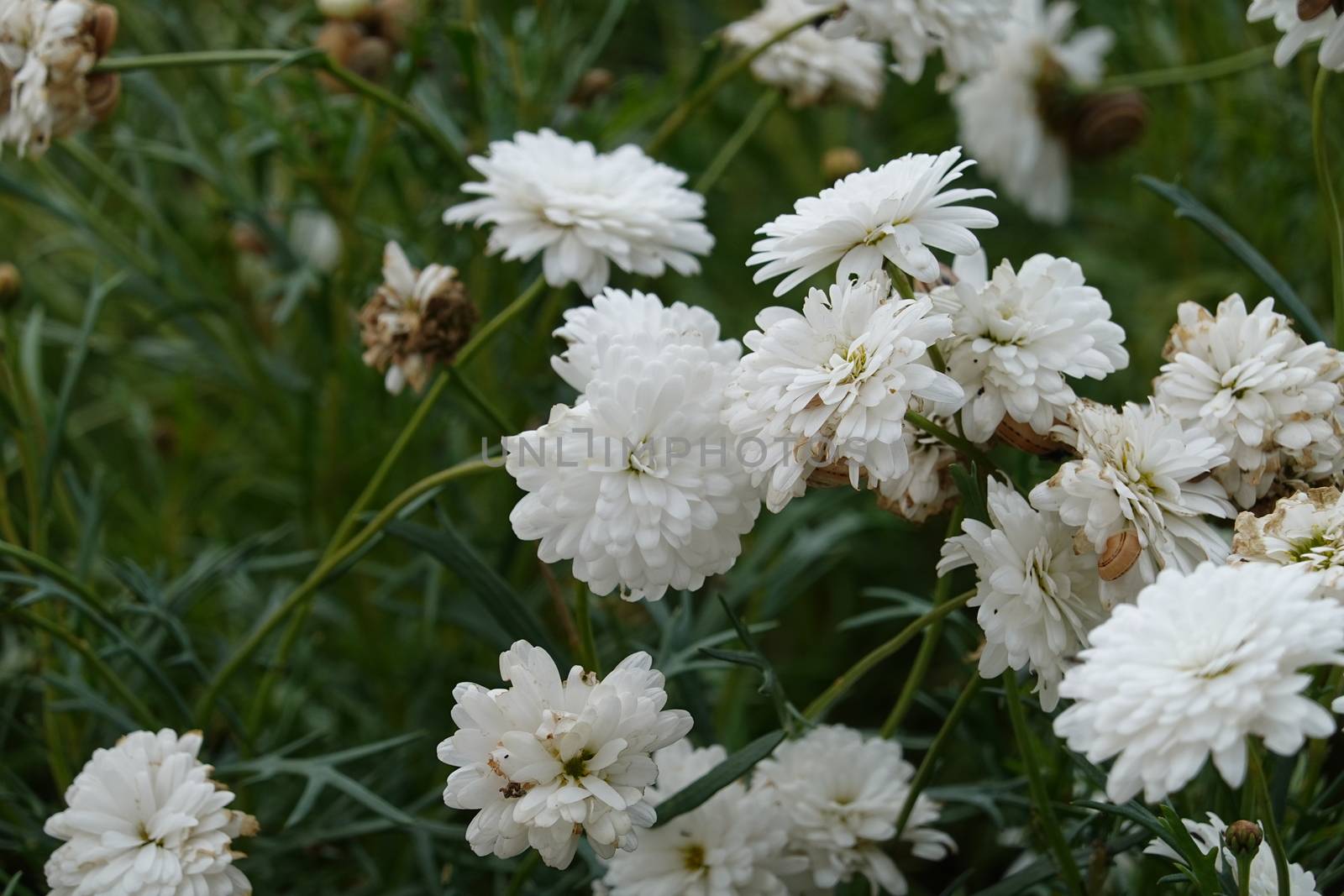 a lot of beautiful flowers. High quality Photo by devoxer