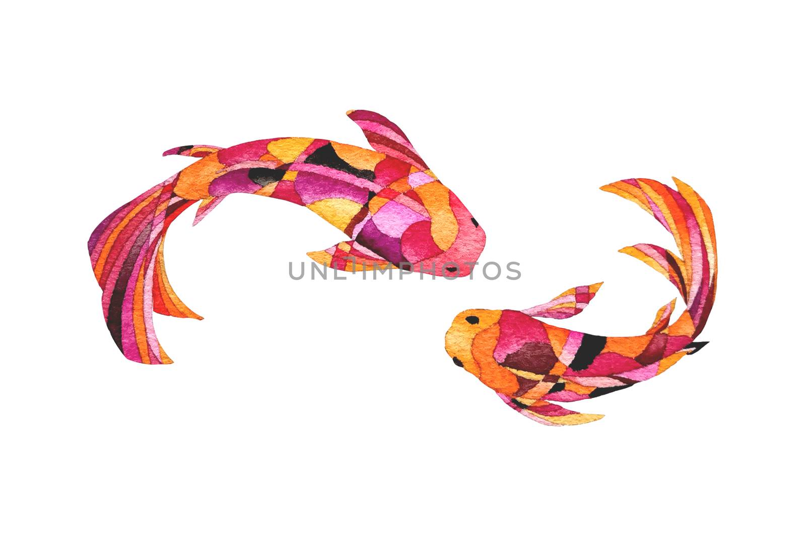 Beautiful and brilliantly colored Koi Carp fish on white background. Watercolor hand painting. Symbol of good luck and prosperity. by Ungamrung