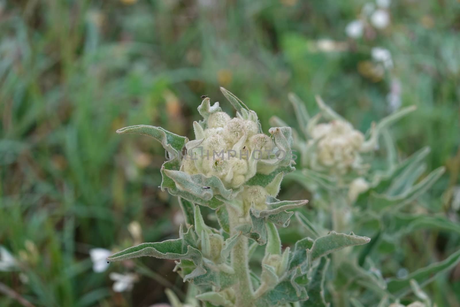 a beautiful green plant . High quality Photo by devoxer