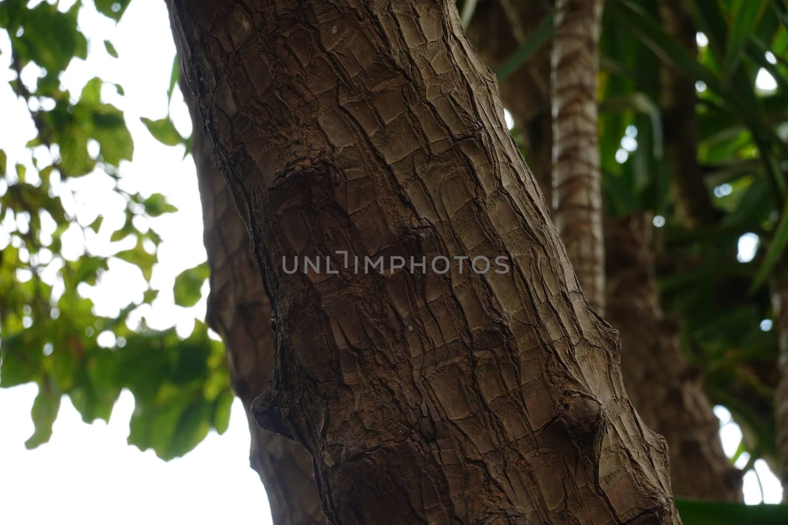 a beautiful green plant . High quality Photo.