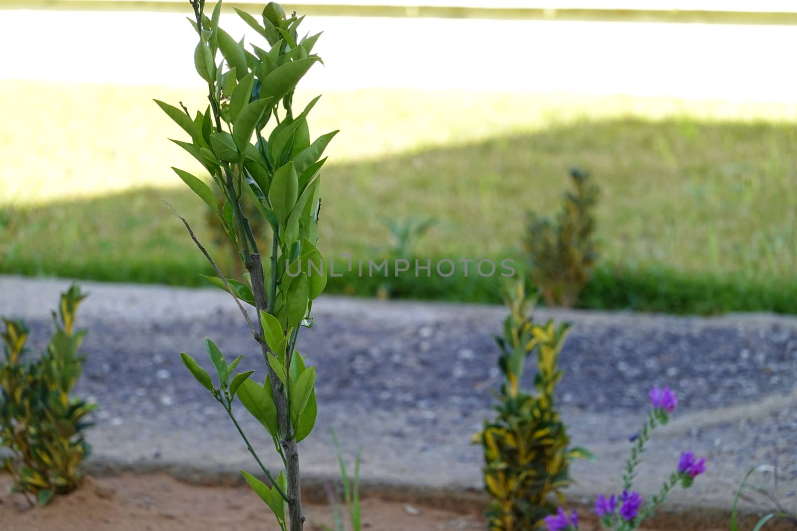 a beautiful green plant . High quality Photo.