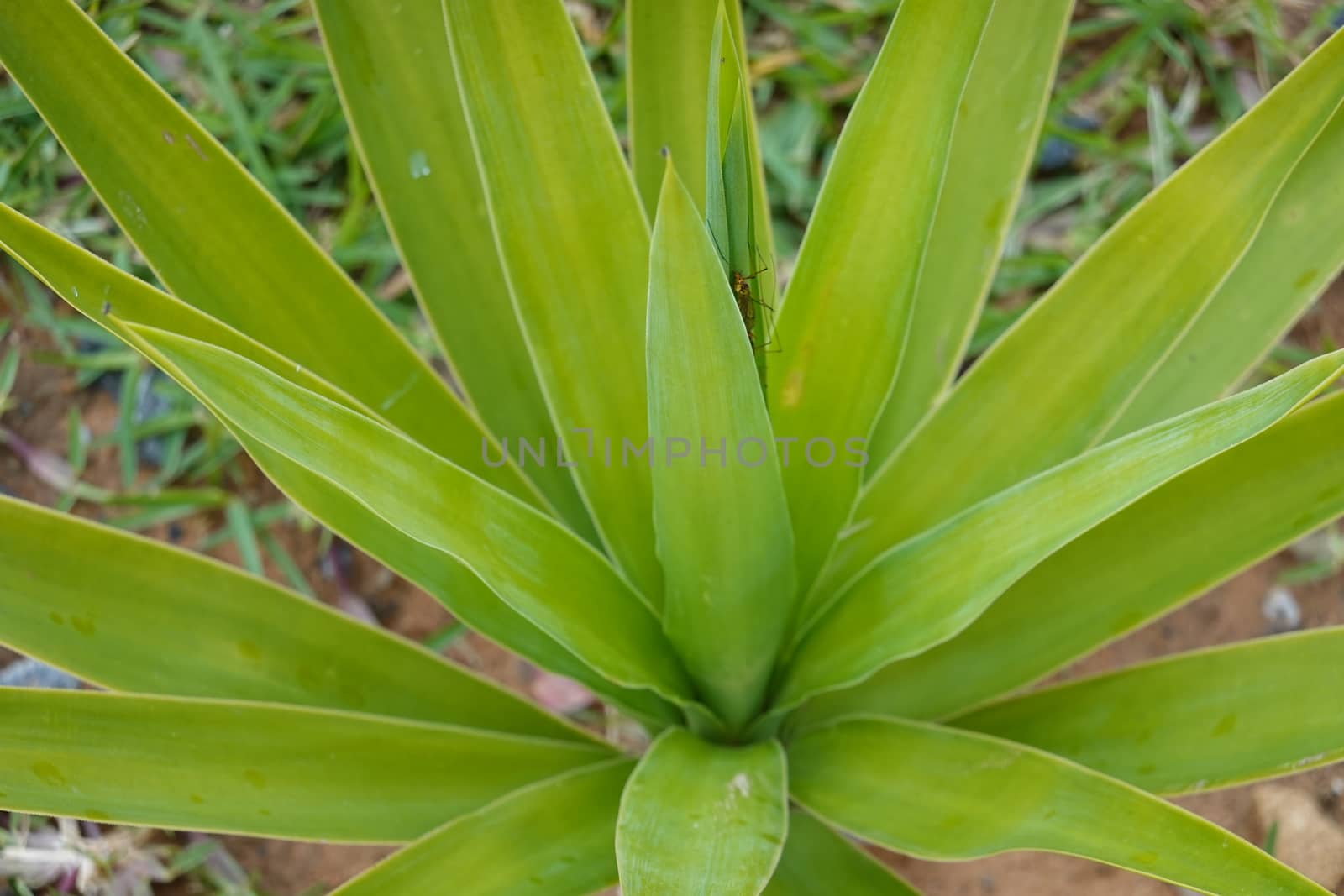 a beautiful green plant . High quality Photo.