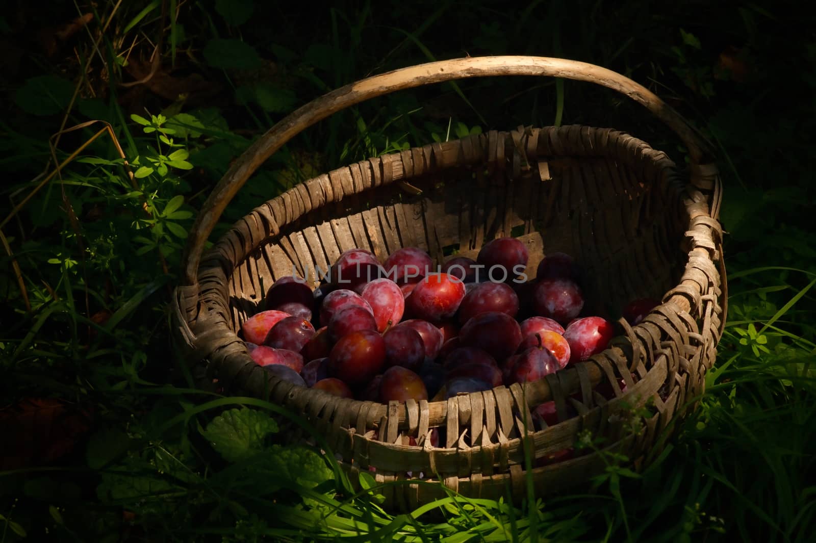 Old Basket with Plums by jordachelr