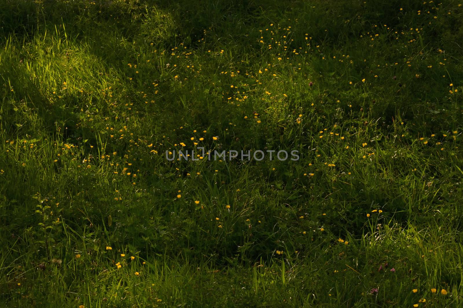Wild Yellow Flowers and Sunlights  by jordachelr