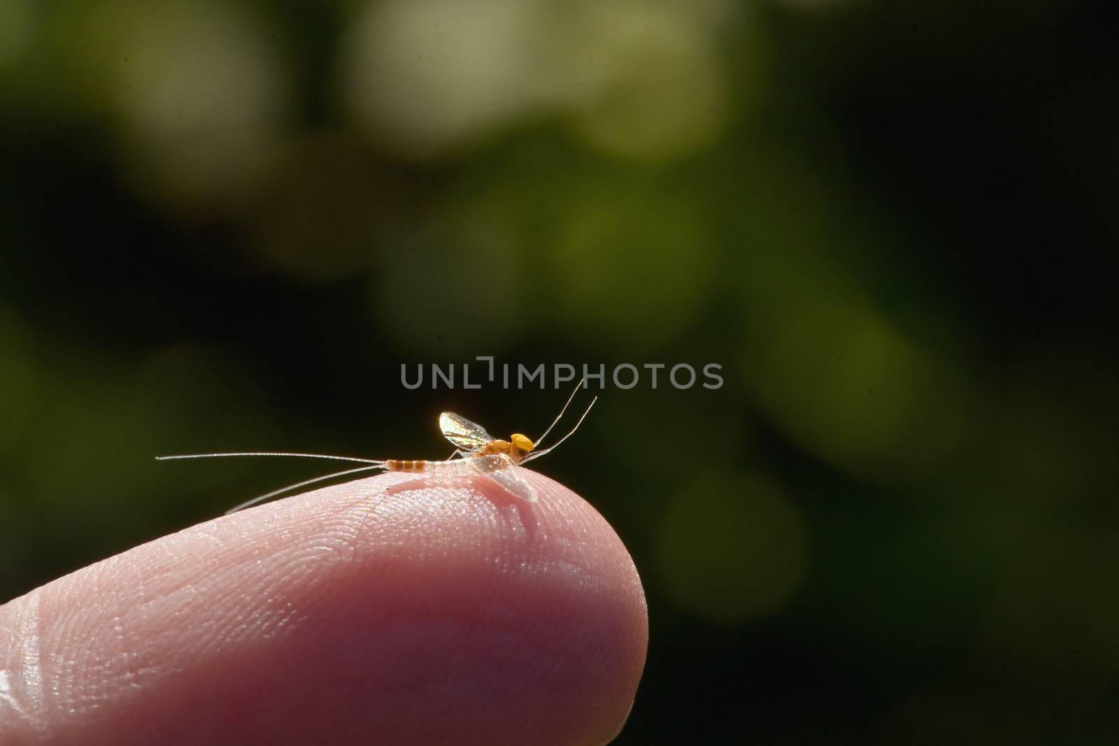 Closeup Mayfly Sitting On Man Finger