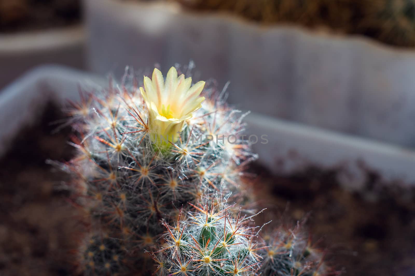 Blooming small home cactus in a flower pot. Yellow flower near a thorny cactus on the windowsill