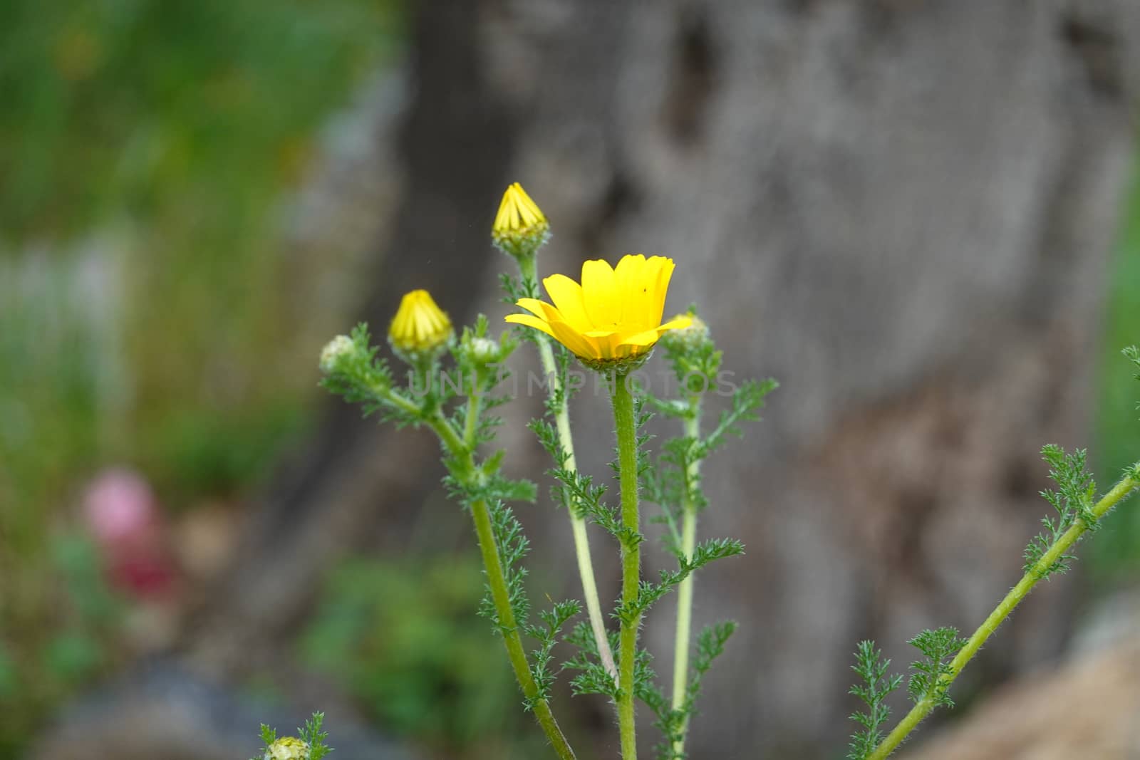 a beautiful green plant . High quality Photo by devoxer