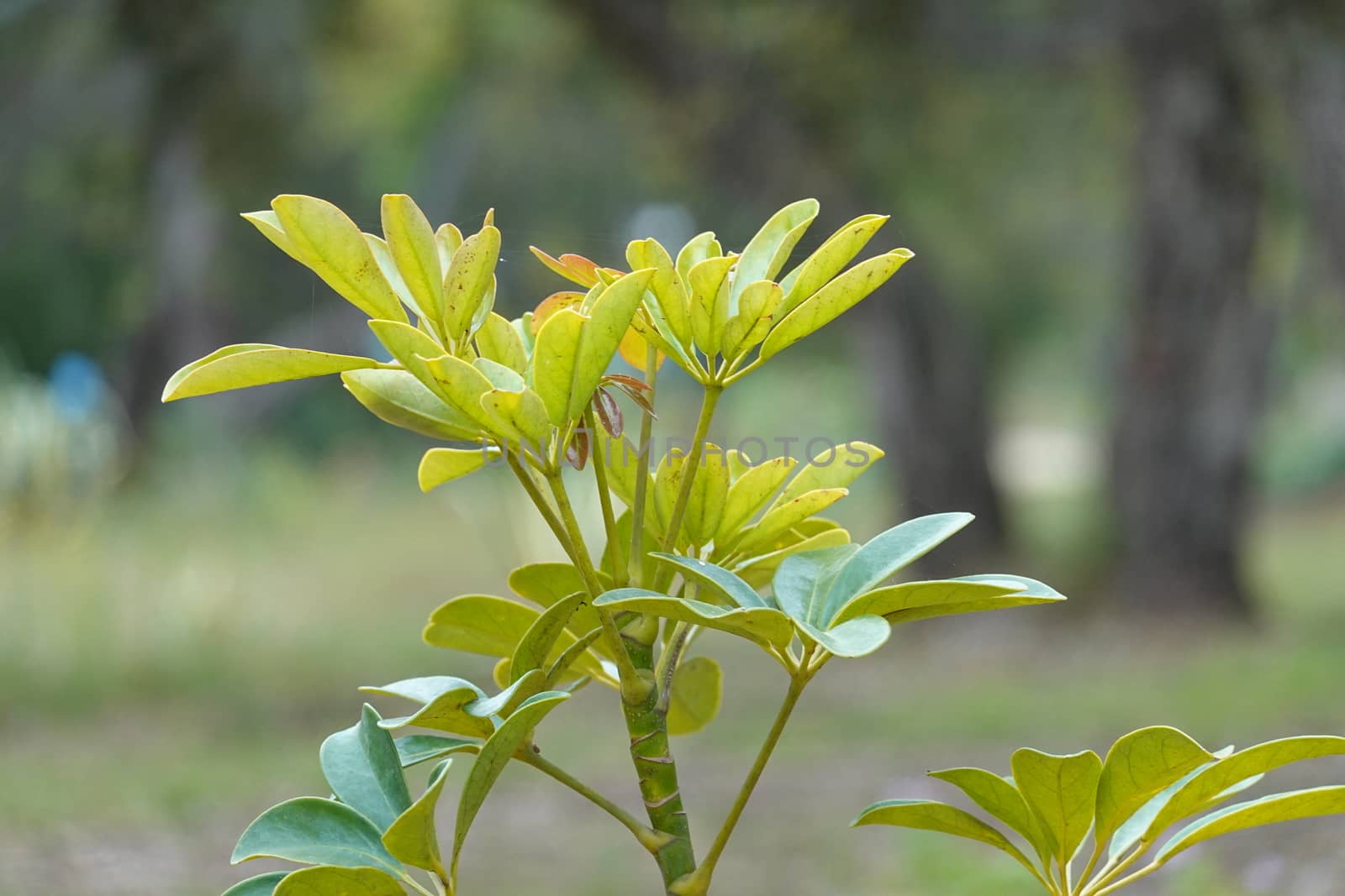 a beautiful green plant . High quality Photo by devoxer