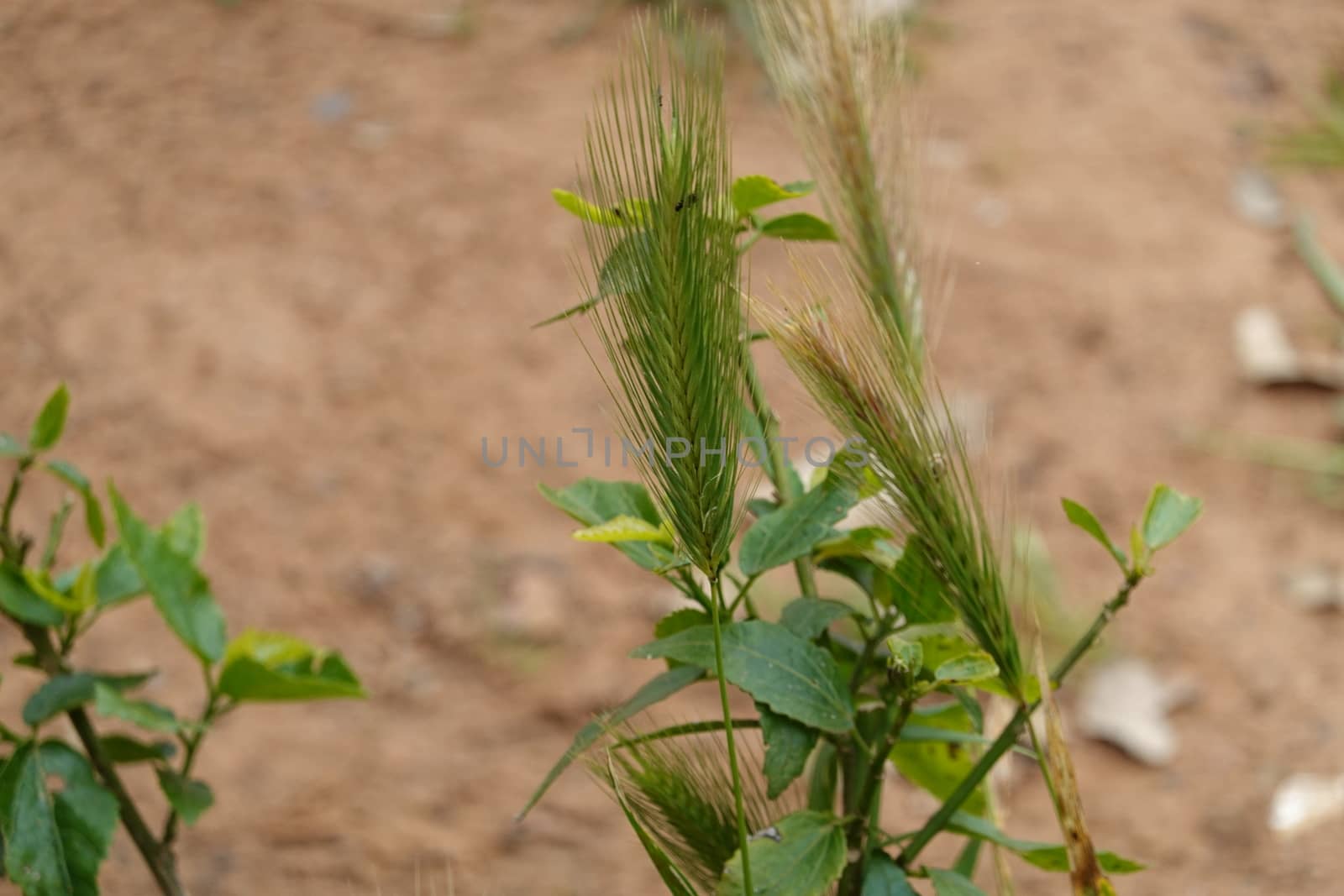 a beautiful green plant . High quality Photo by devoxer