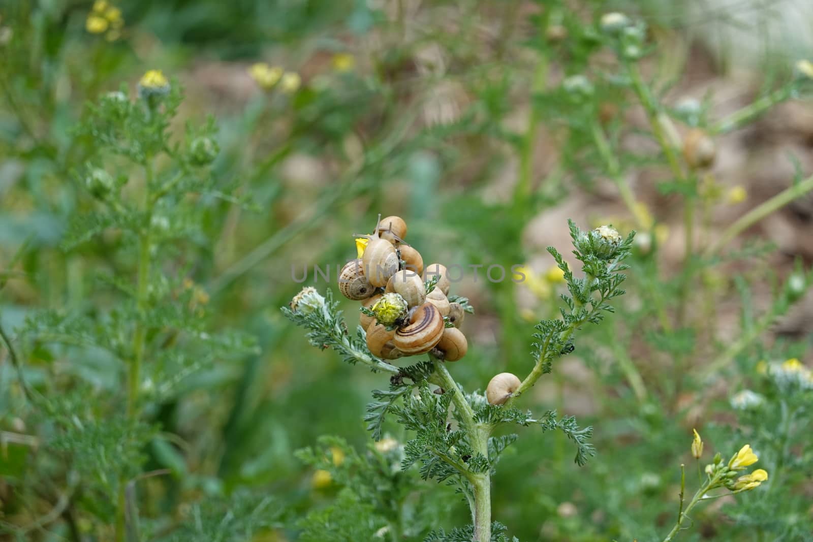 a beautiful green plant . High quality Photo by devoxer