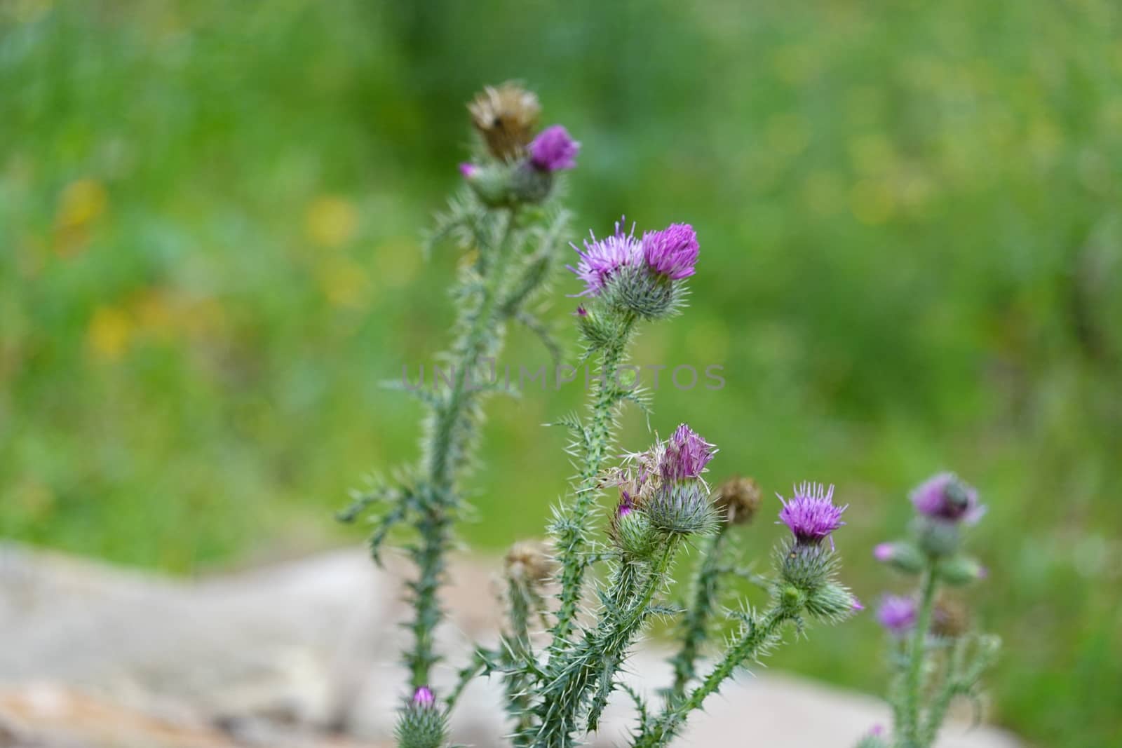 a beautiful green plant . High quality Photo.