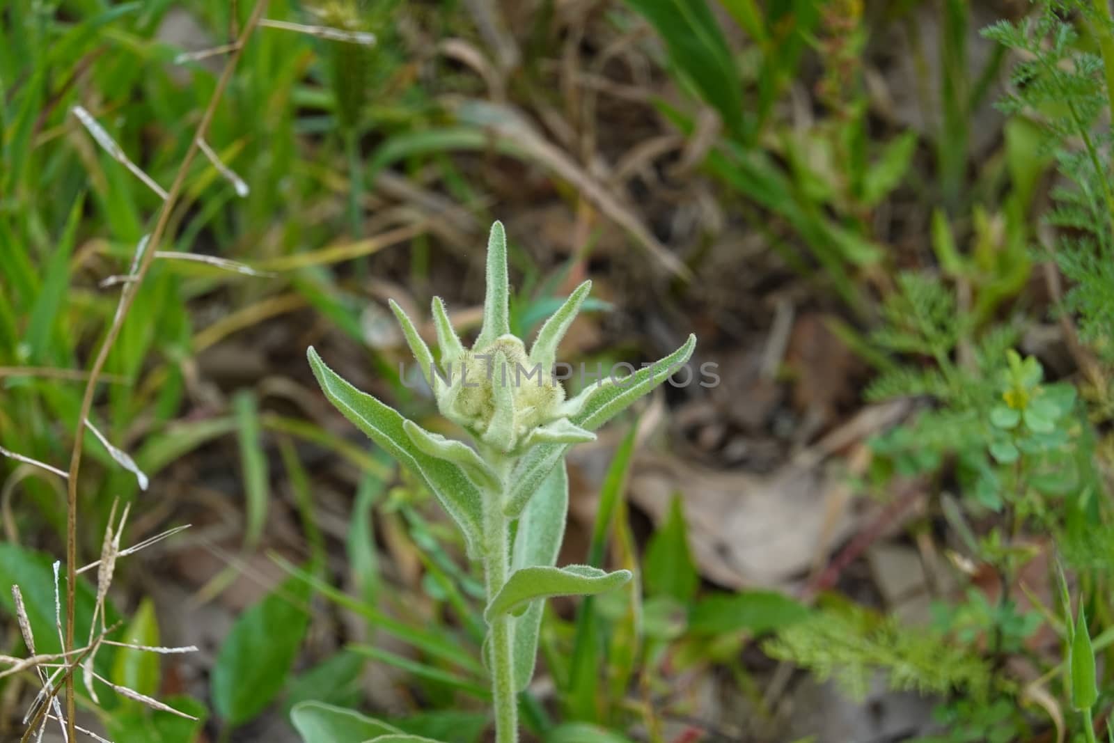 a beautiful green plant . High quality Photo by devoxer