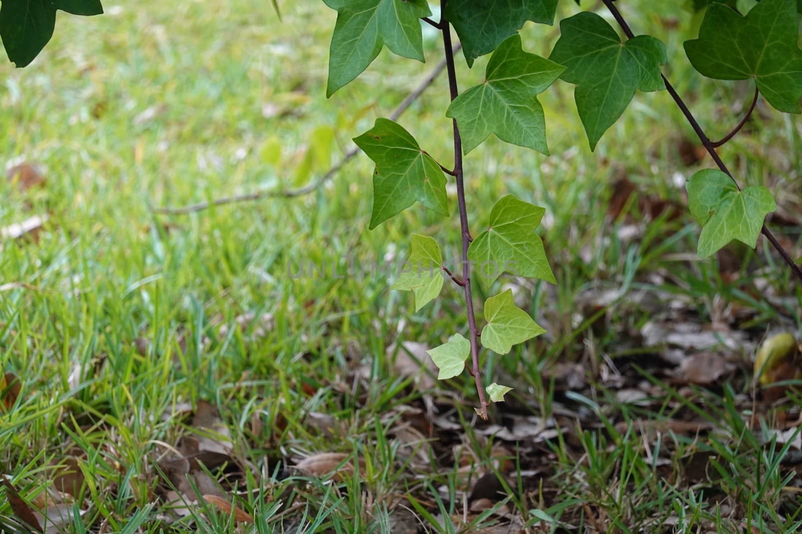 a beautiful green plant . High quality Photo.