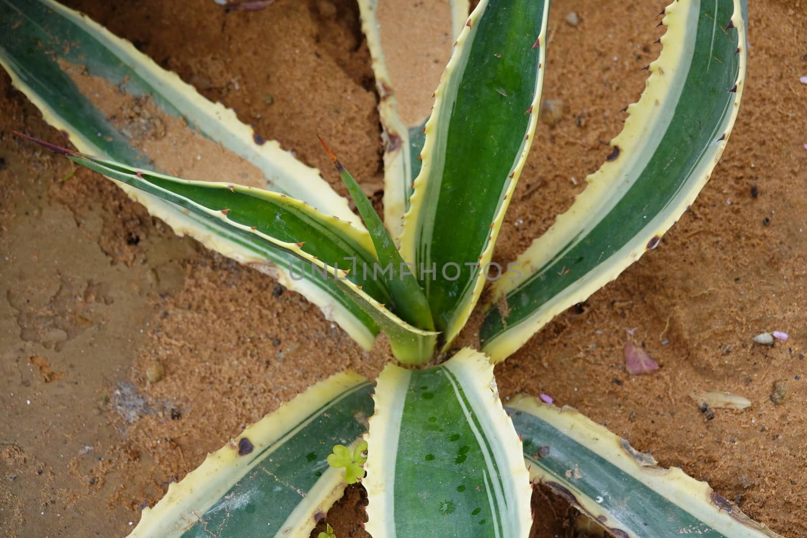 a beautiful green plant . High quality Photo by devoxer