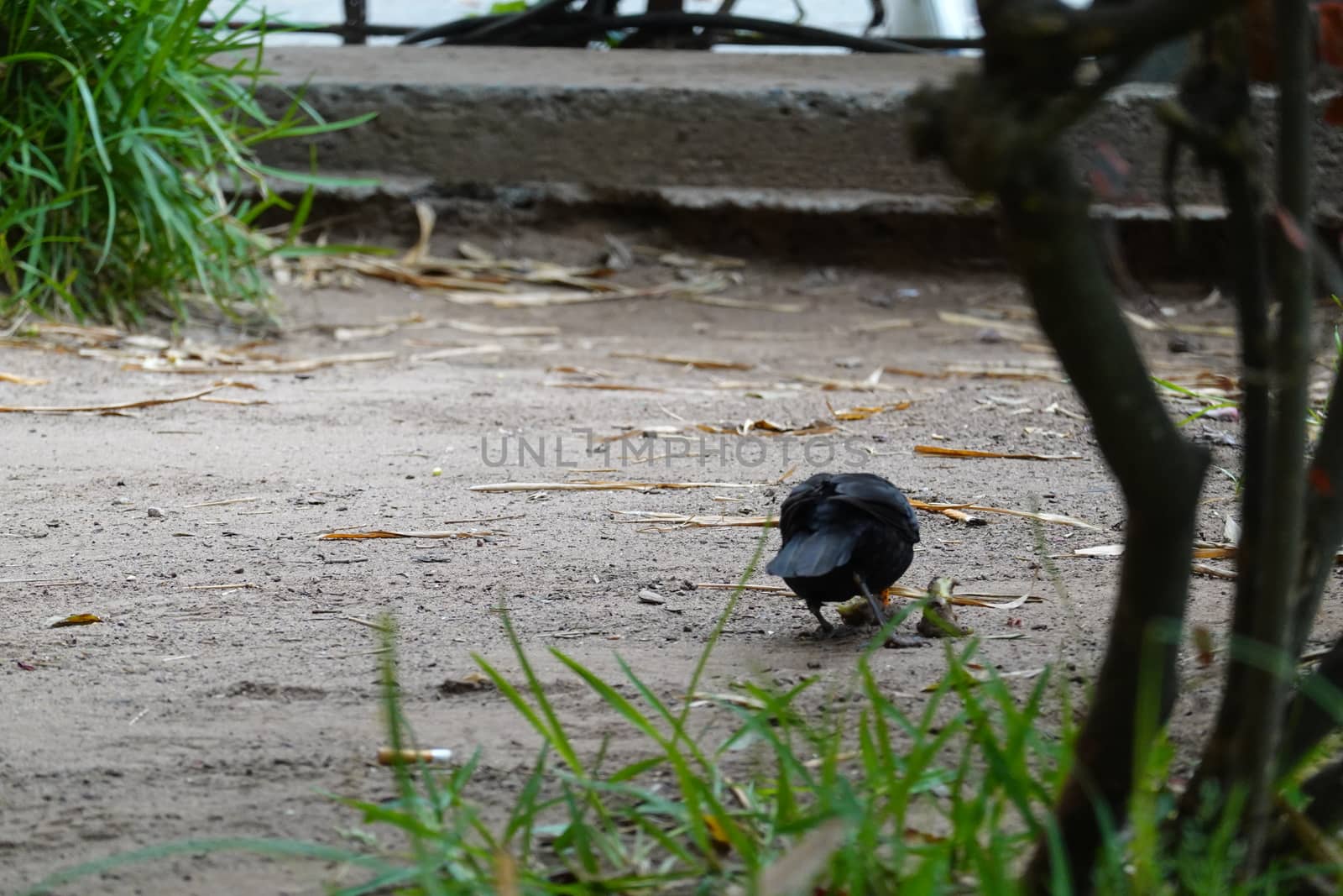 a black bird in th ground searching food.
