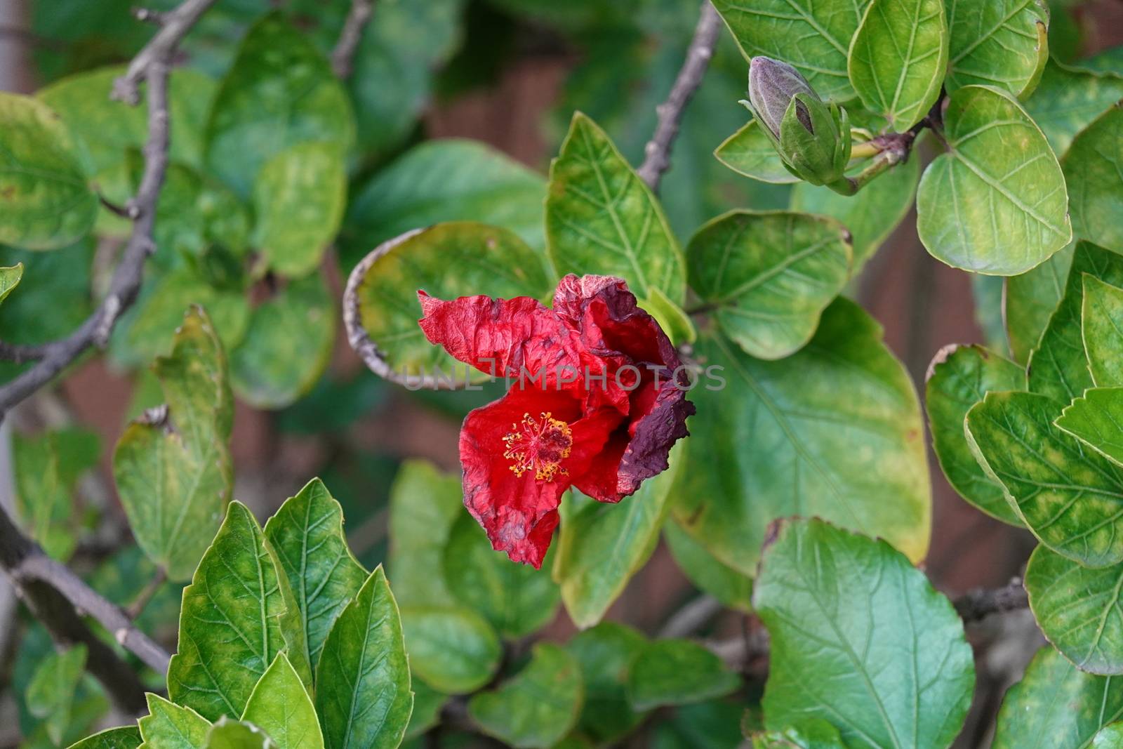 a lot of beautiful flowers. High quality Photo.