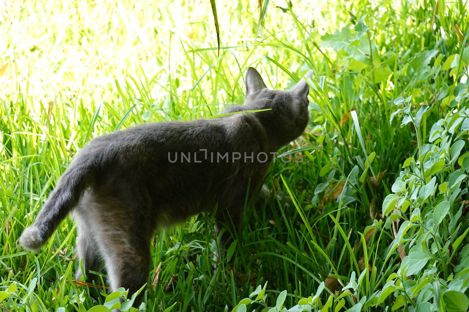 a beautiful cat, lovely pet animal. High quality Photo by devoxer