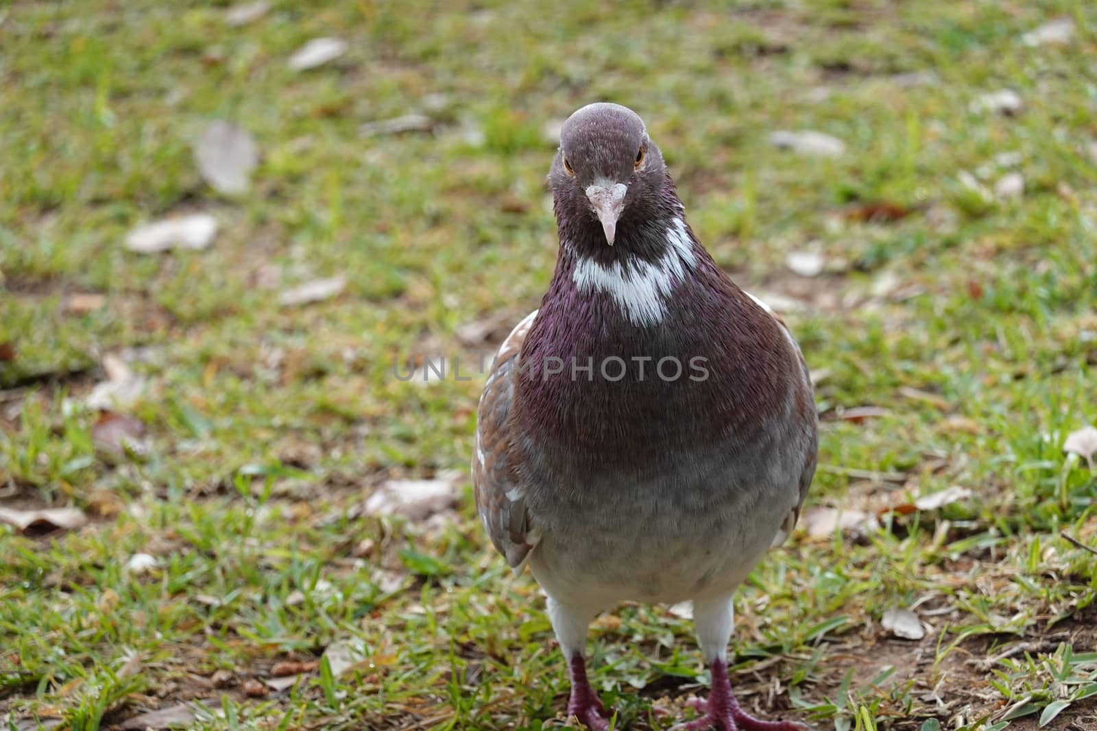 pigon bird in green grass. High quality Photo by devoxer