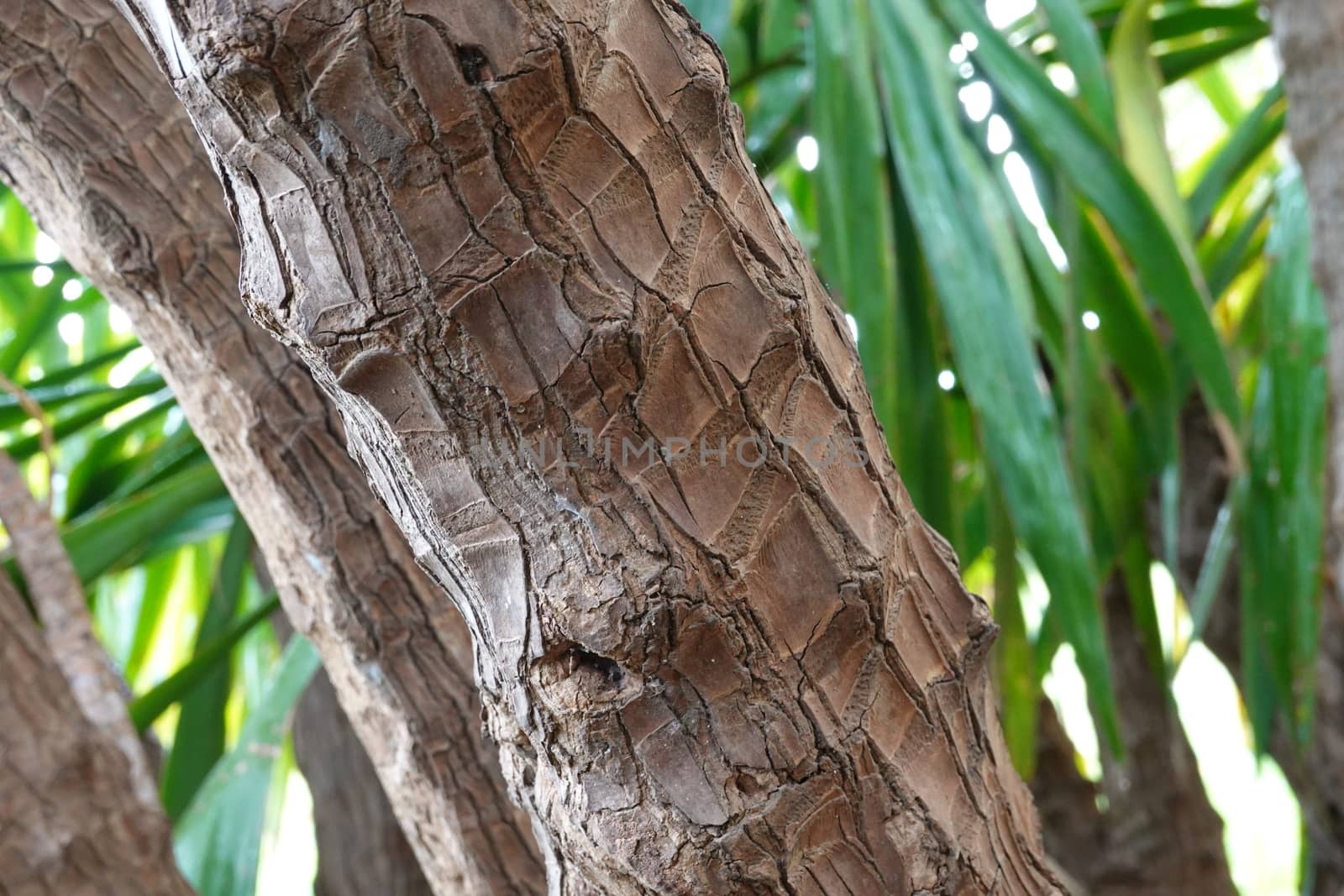 a beautiful green plant . High quality Photo.