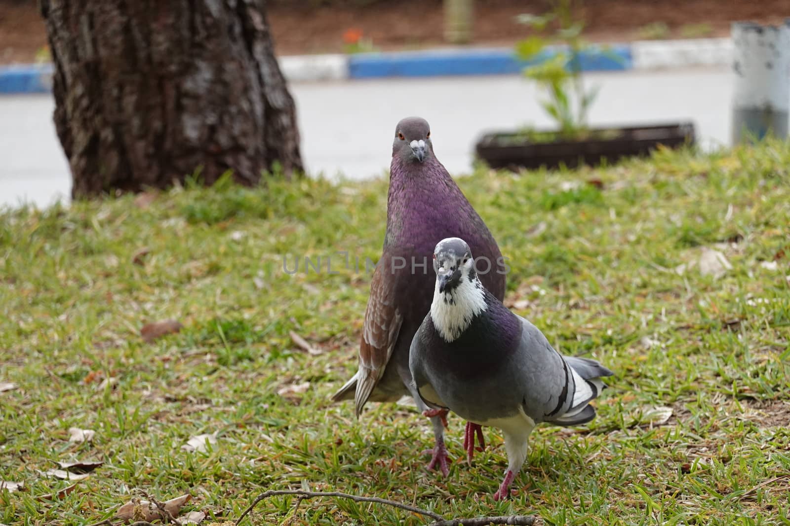 pigon bird in green grass . High quality Photo.