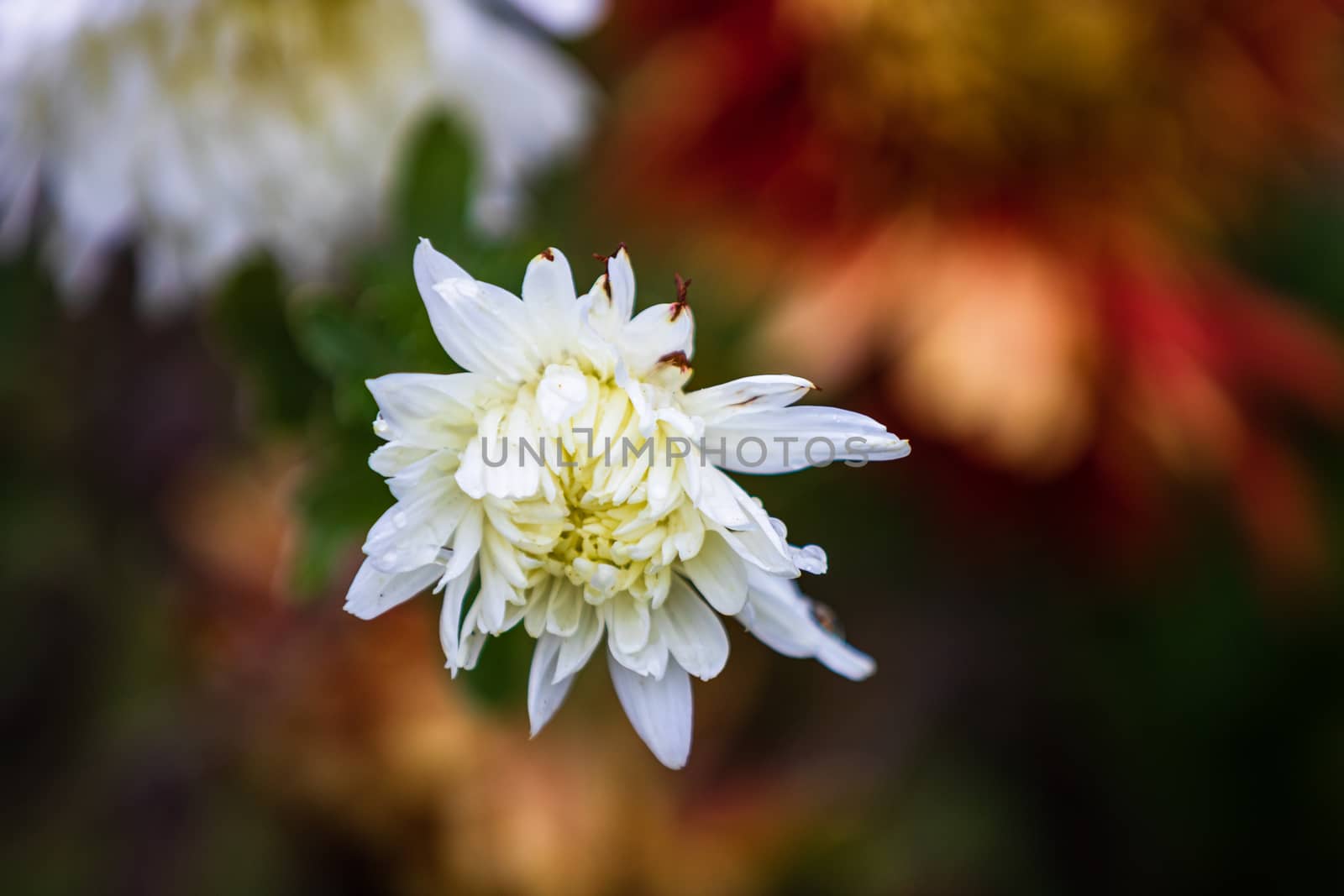 Close up of white Chrysanthemum flower solated in garden. by vladispas