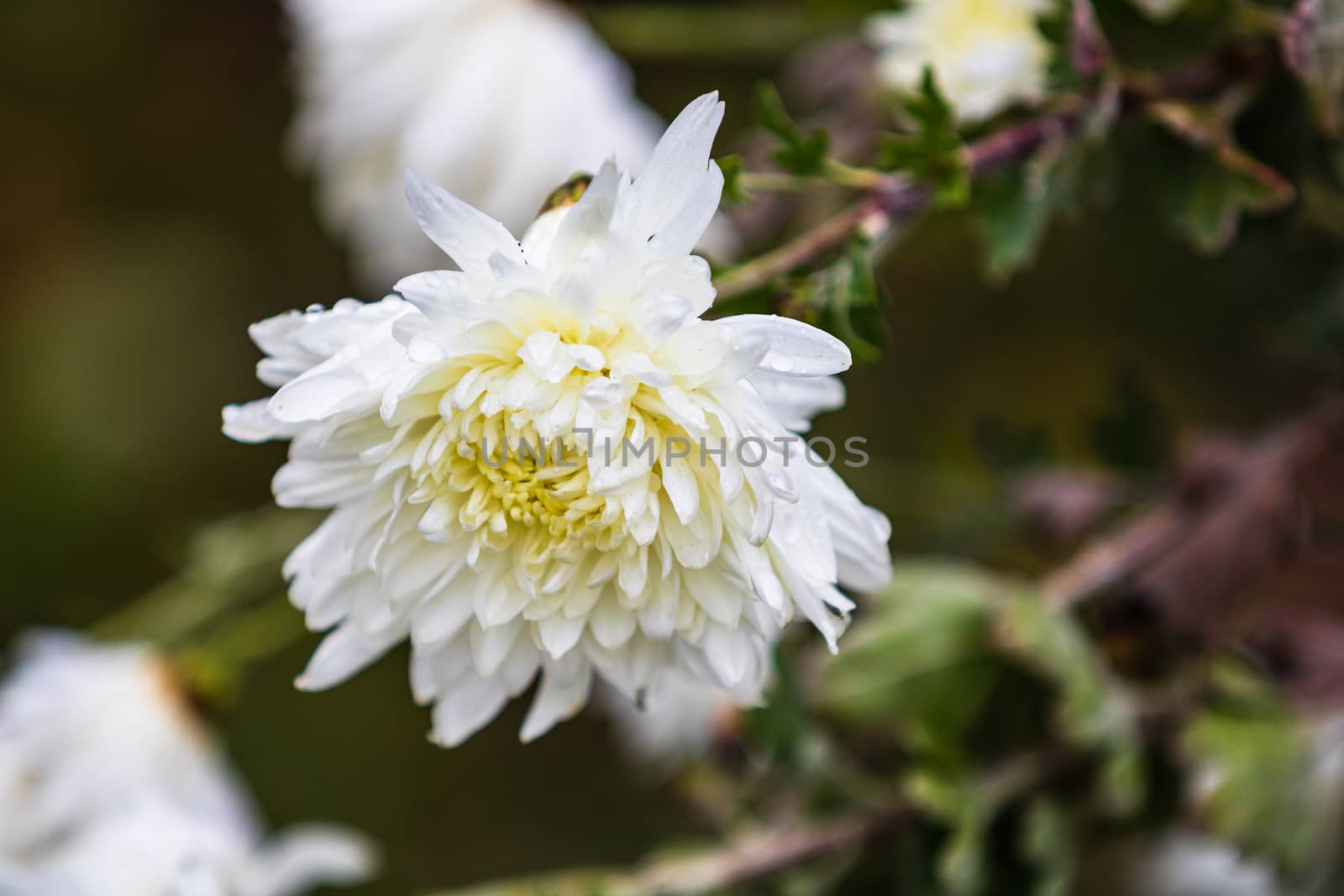 Close up of white Chrysanthemum flower solated in garden. by vladispas