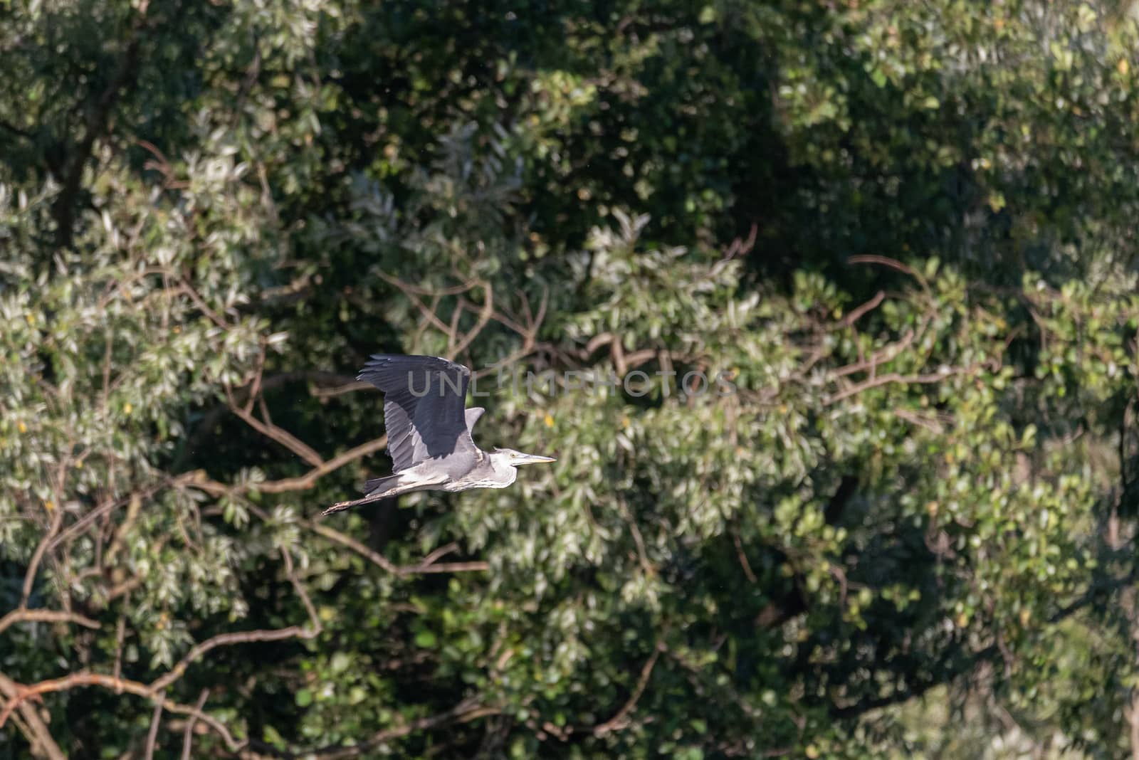 A gray heron flies in front of the thick green vegetation